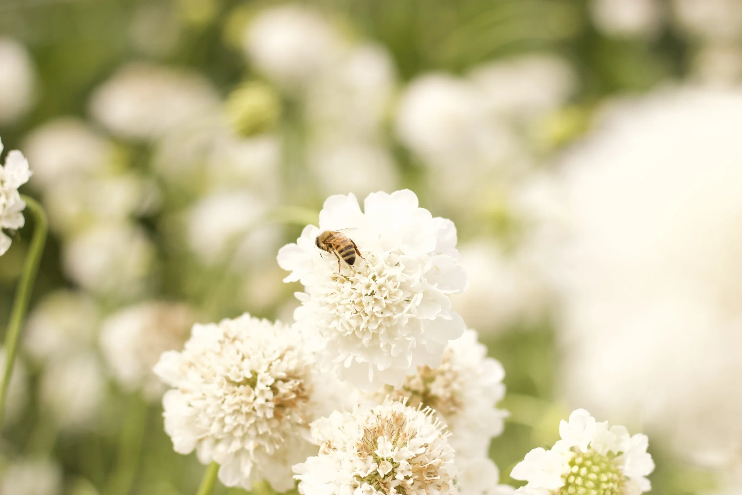 Meet Our Floral Line: Bee Kissed Blooms