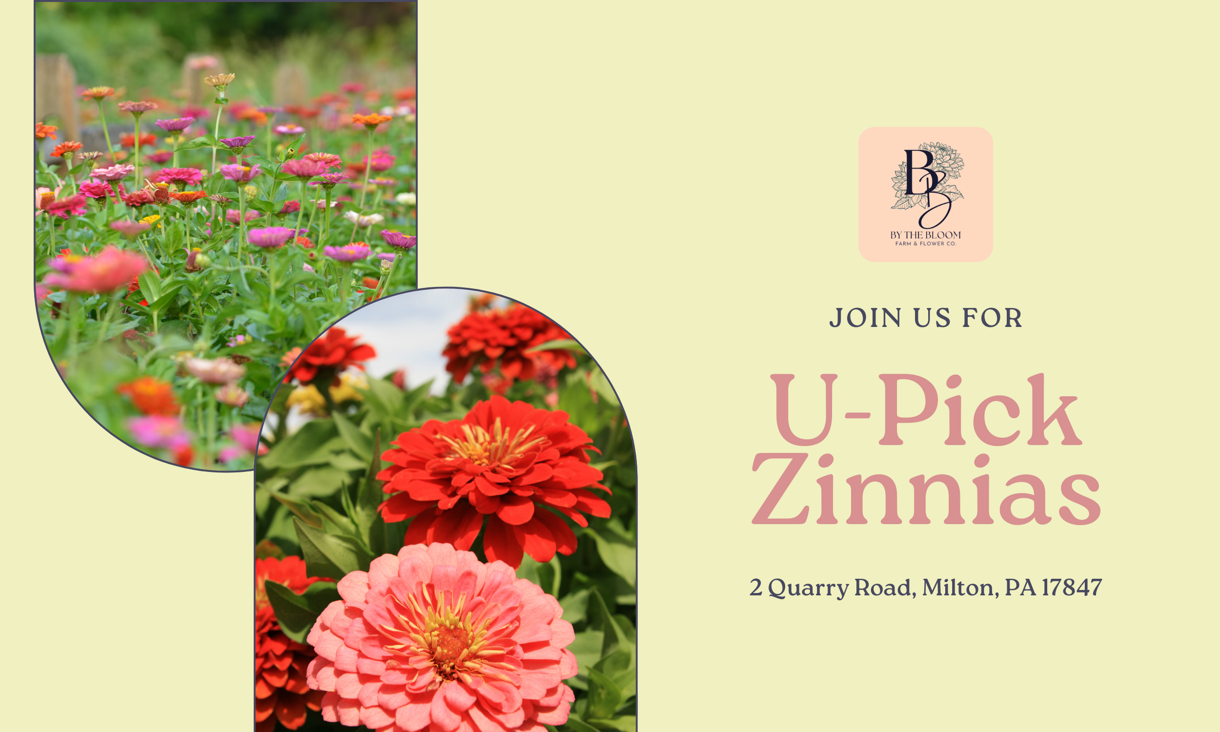 U-Pick Zinnias