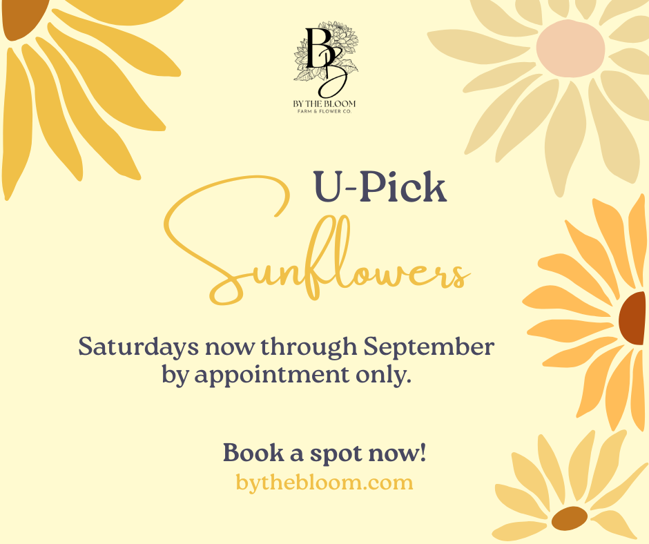 U-Pick Sunflowers