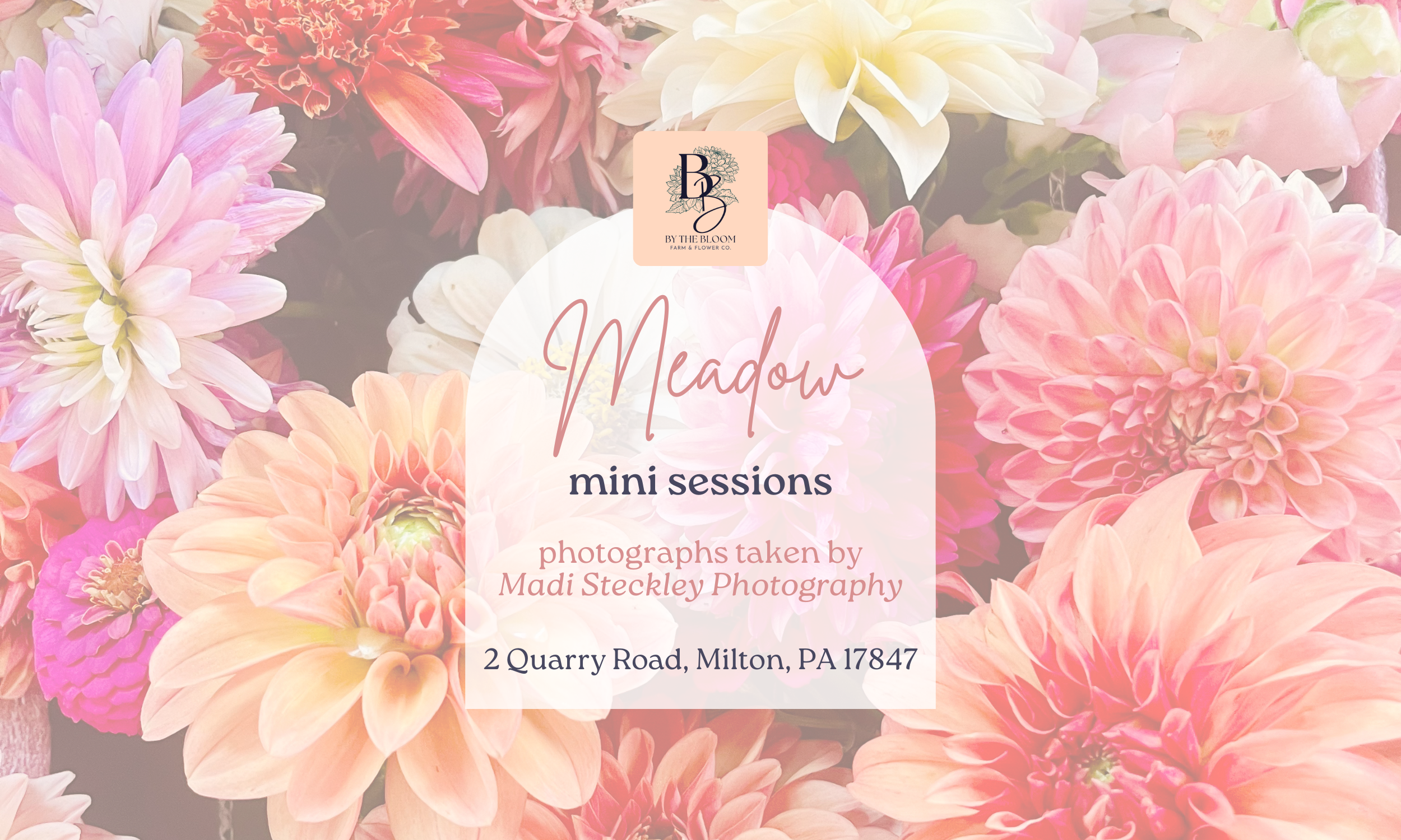 Meadow Mini Sessions
