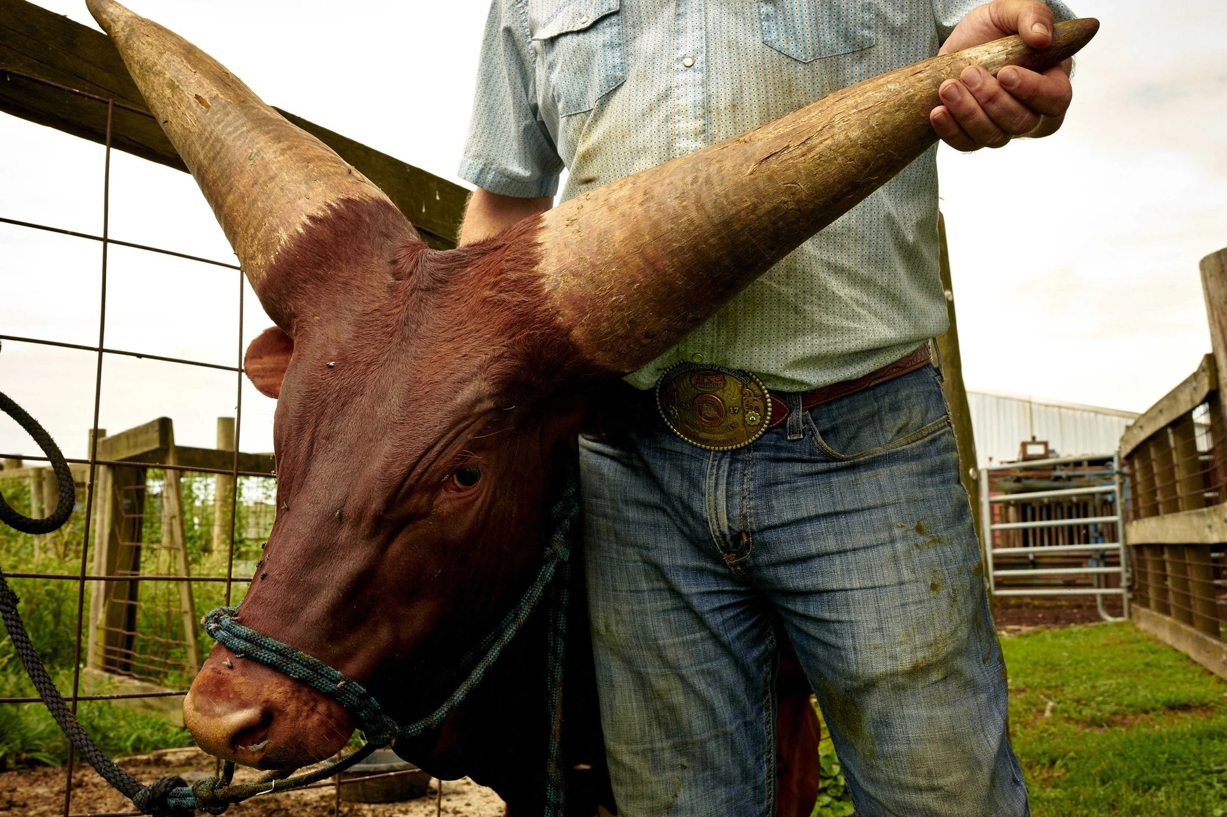 2024_website_cowtown_002.JPG