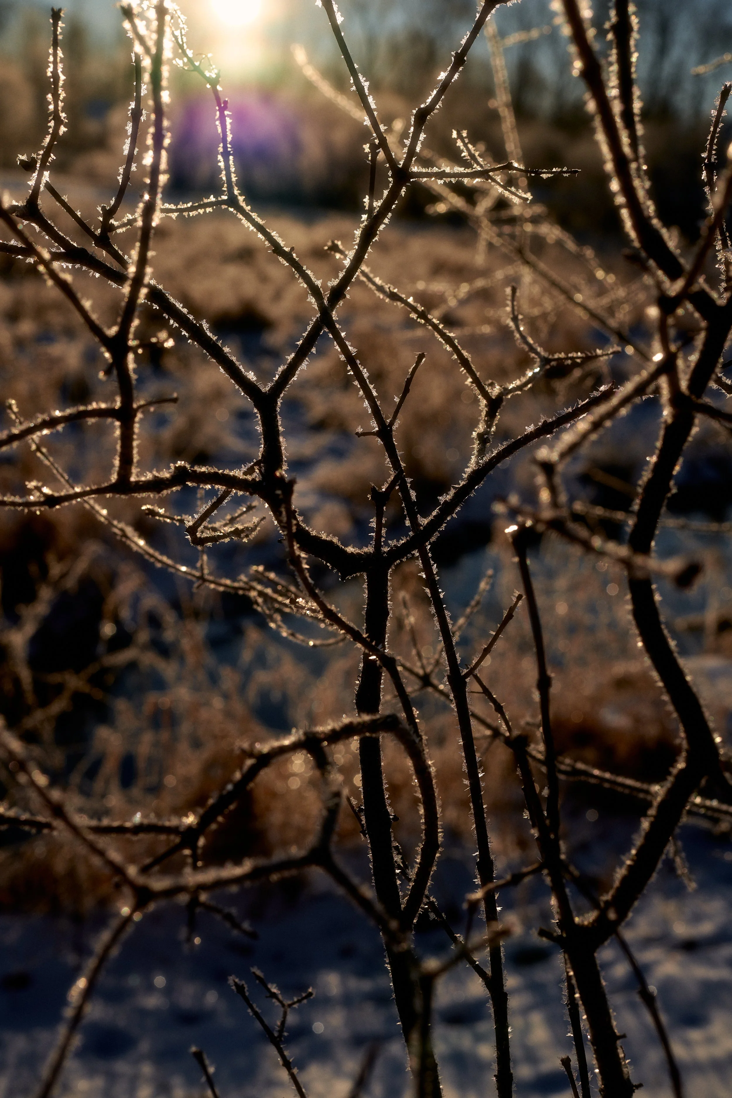 012224_Personal_Frost_036 1.jpg