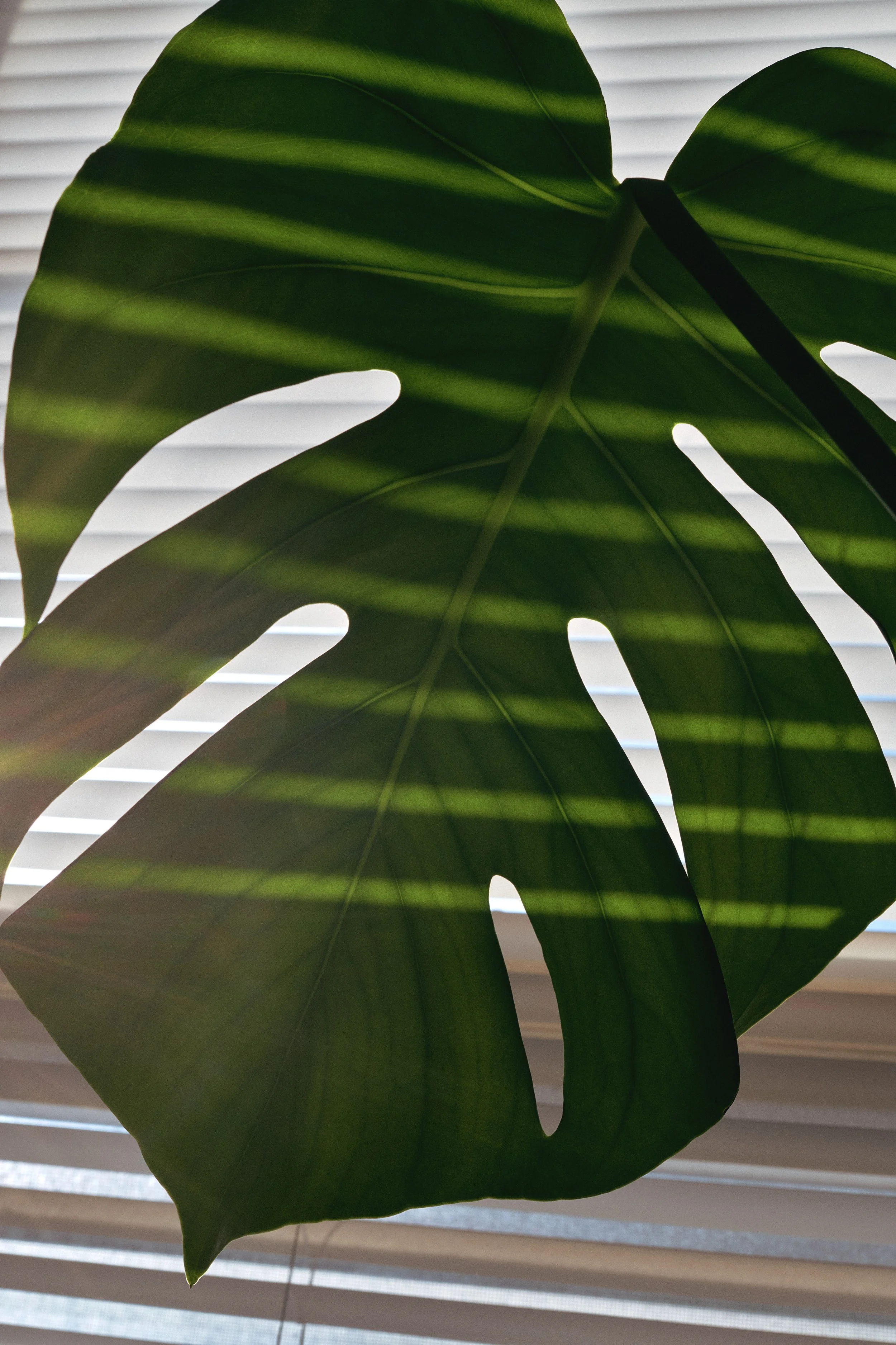 110823_Personal_Monstera-Blinds_050-v3.JPG