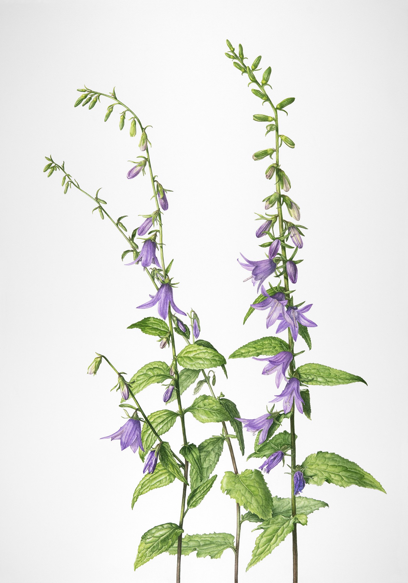 Campanula rapunculoides (Creeping Bellflower), 2023
watercolour on paper, 20” x 14”