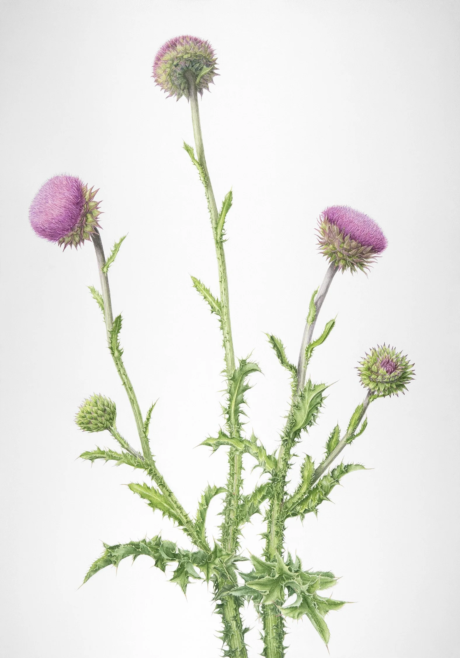 Carduus nutans (Nodding Thistle), 2024
watercolour on paper, 20” x 14”