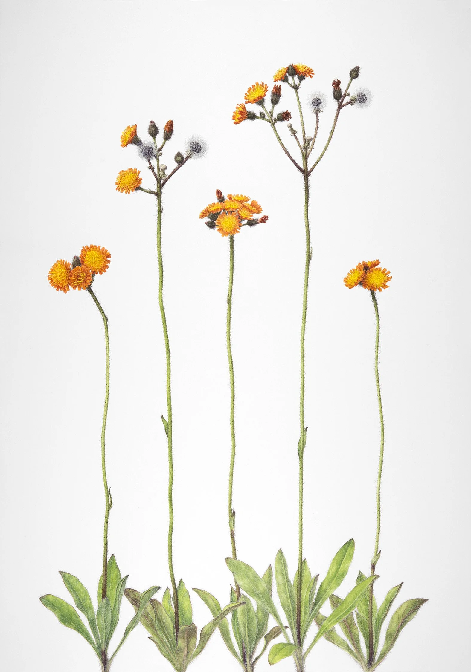 Botanical watercolour painting of Orange Hawkweed, a tall stemmed, dandelion like plant with small orange dandelion like flowers, and short leaves that grow close to the ground