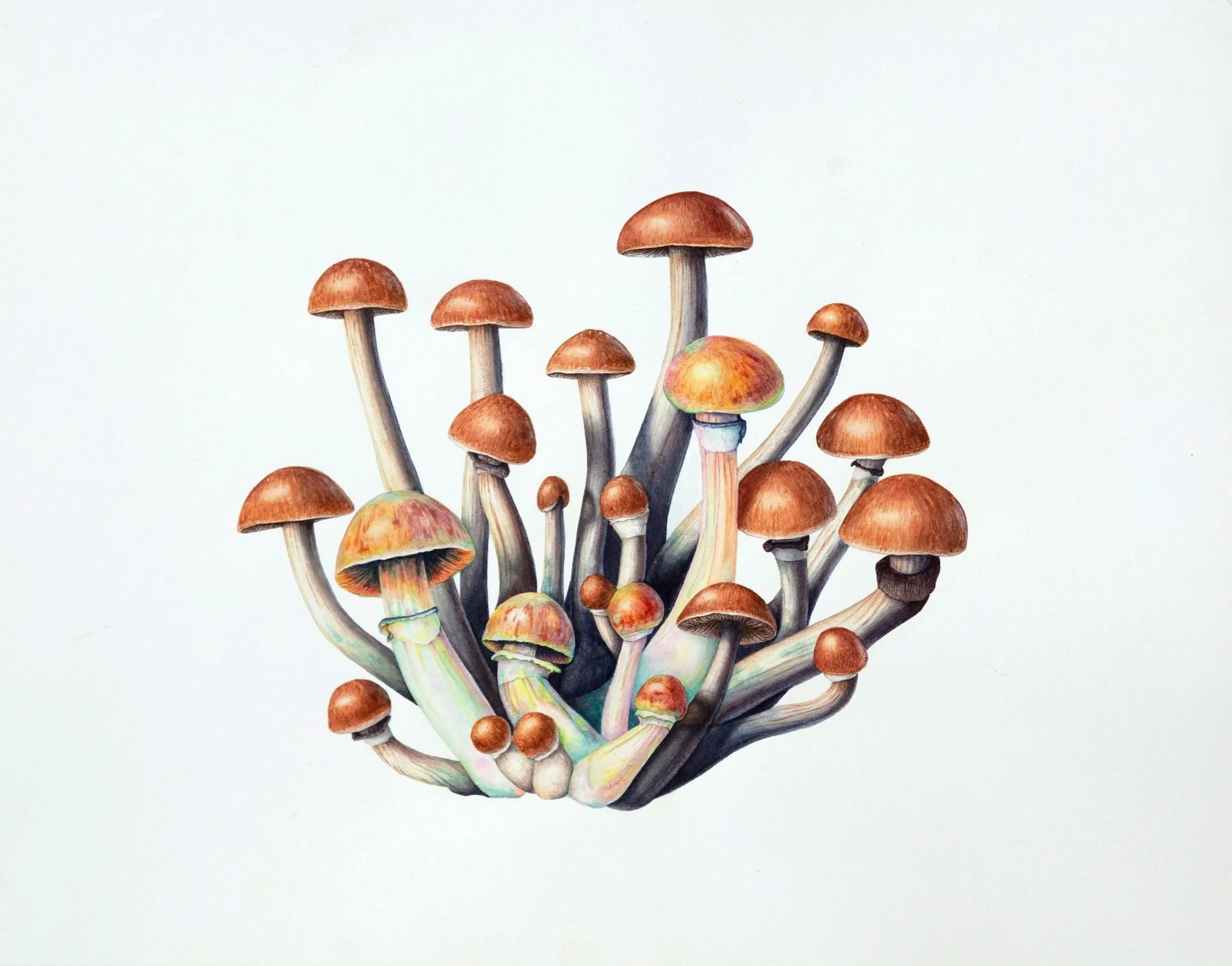 Botanical watercolour painting of psilocybin mushrooms
