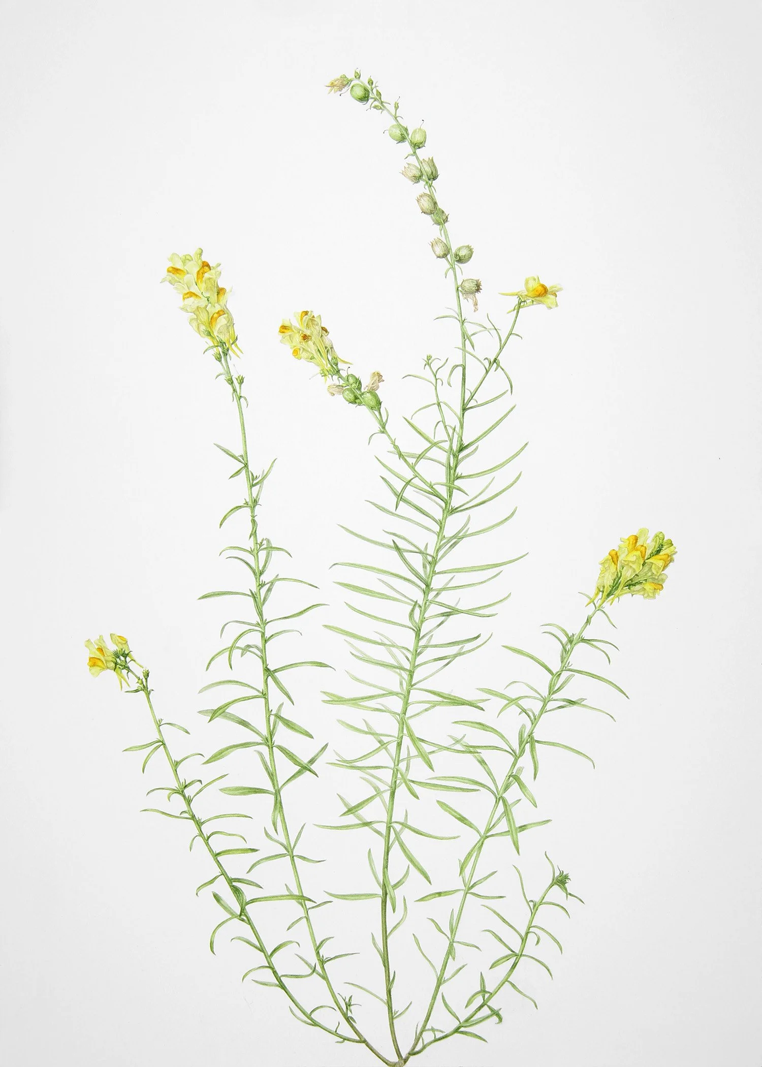 Linaria vulgaris (Yellow Toadflax), 2026 watercolour on paper, 16.5“ x 11.75“