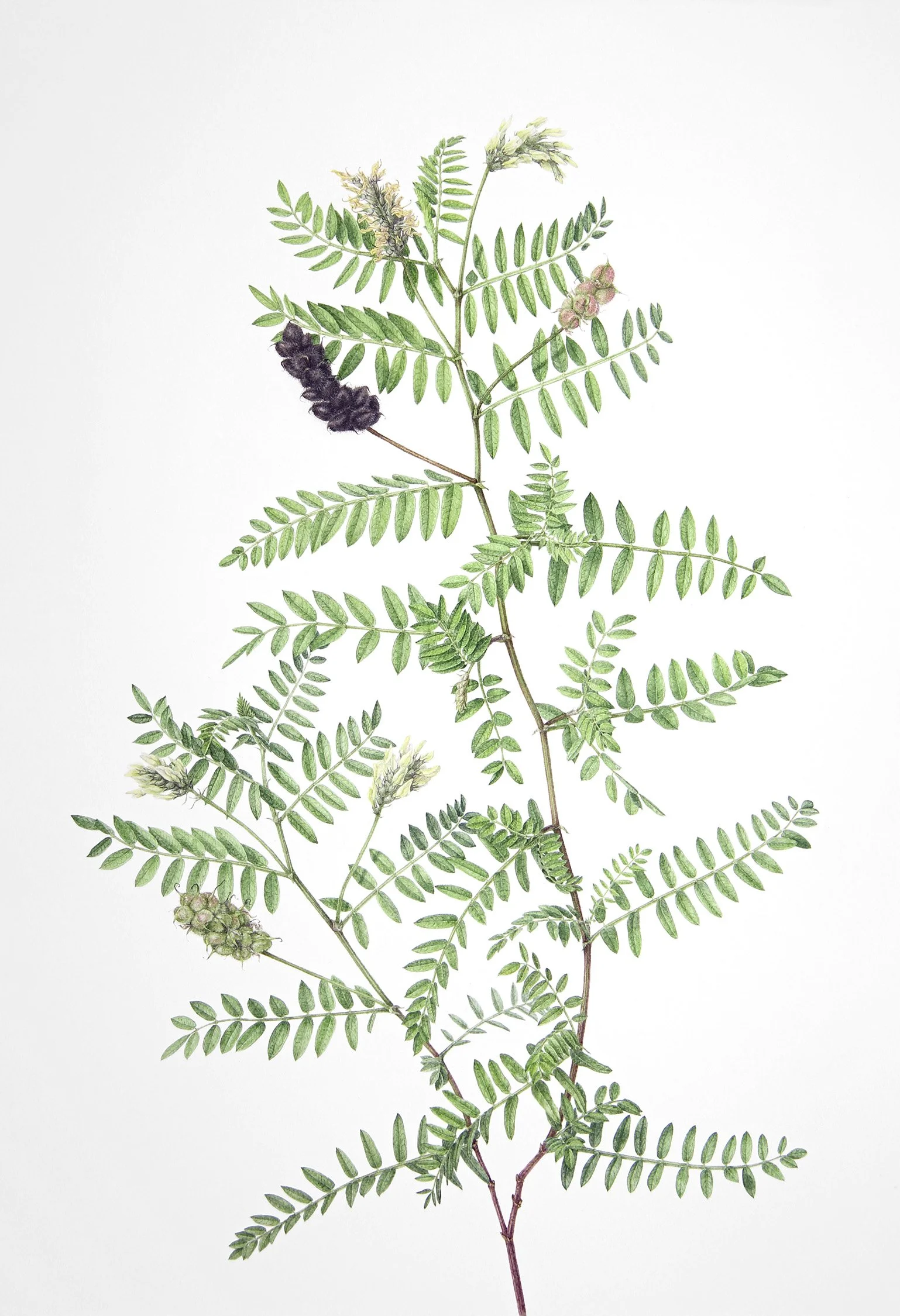 Botanical watercolour painting of chickpea milkvetch