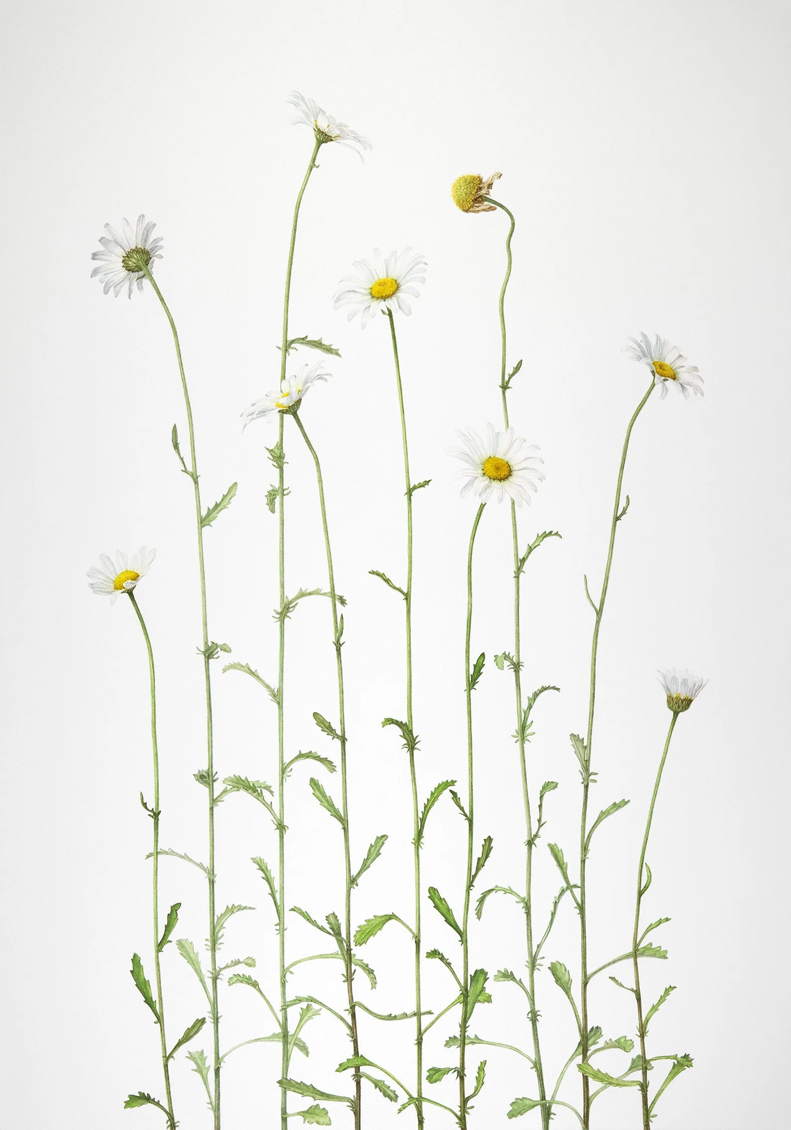 Leucanthemum vulgare (Oxeye Daisy), 2026 watercolour on paper, 20” x 14”