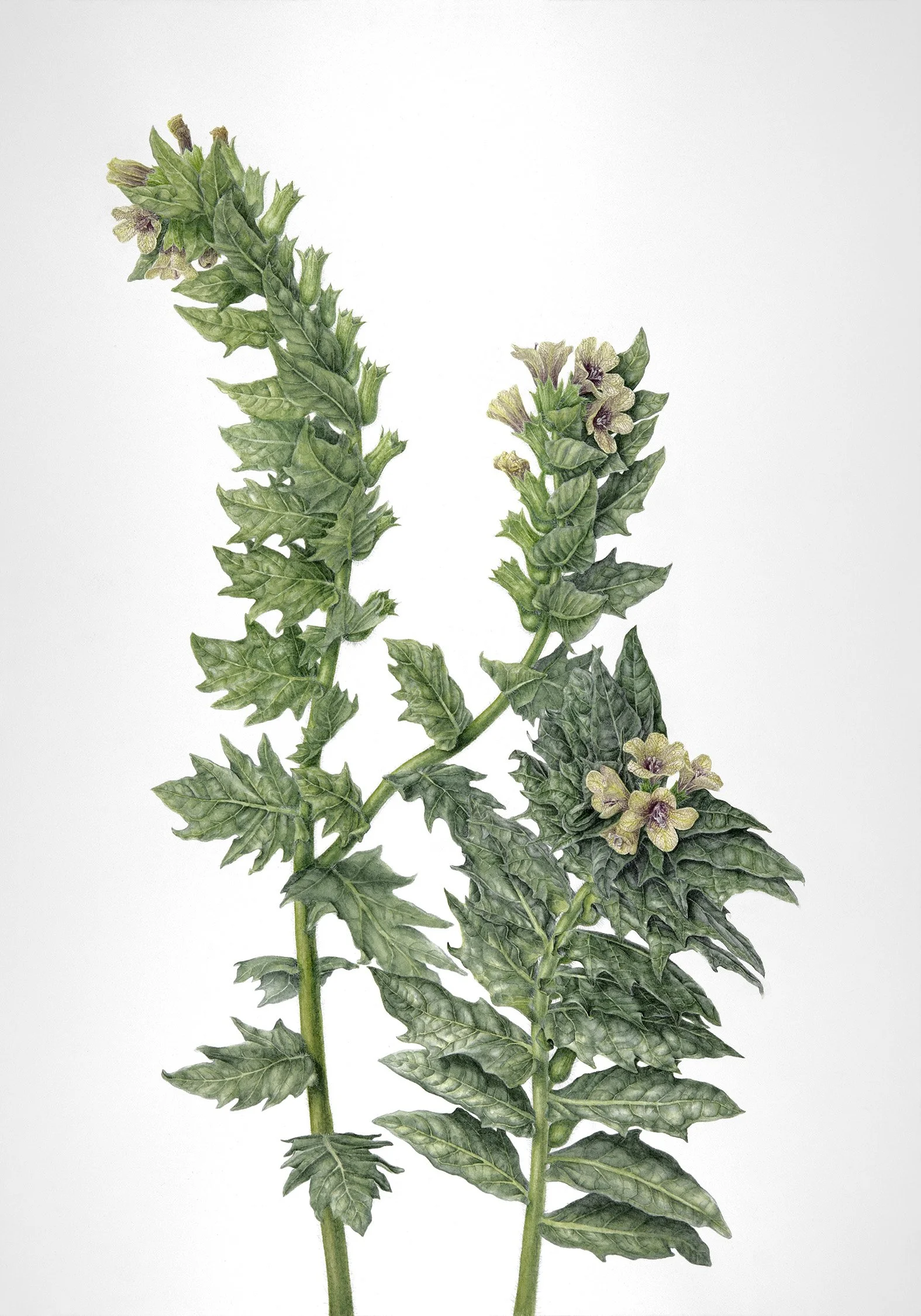 Hyoscyamus niger (Black Henbane), 2024
watercolour on paper, 20” x 14"