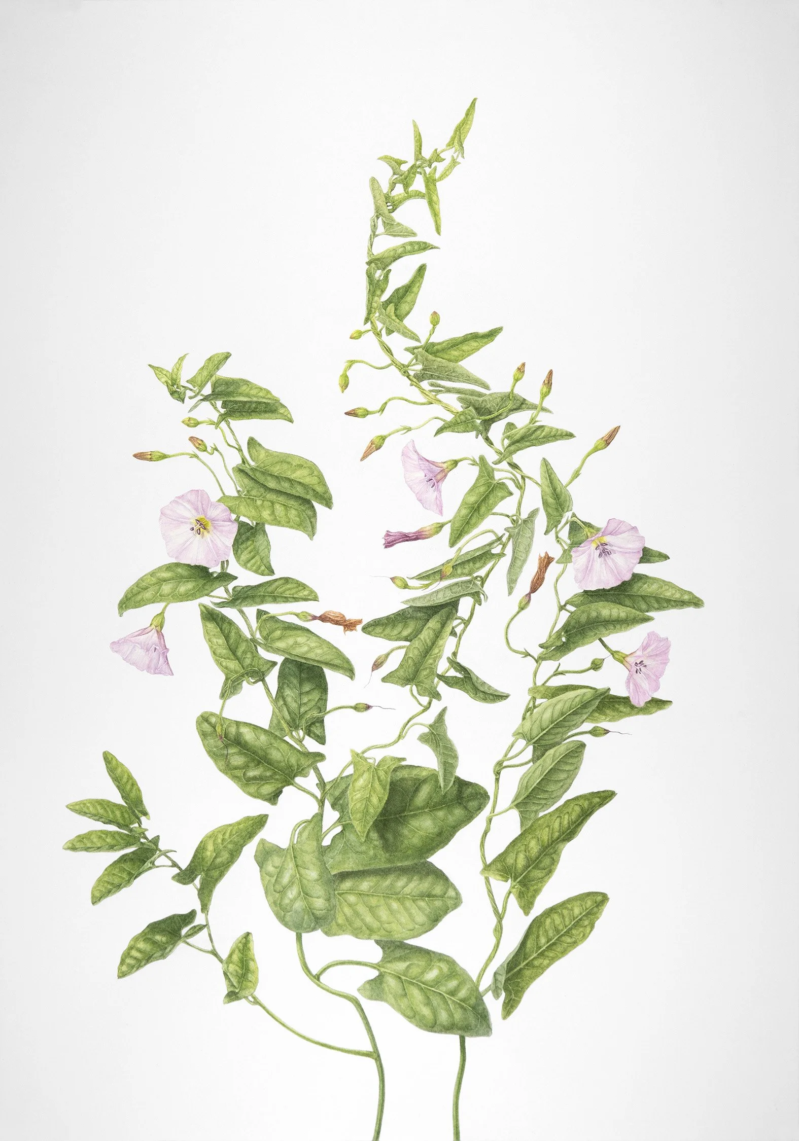 Botanical watercolour painting of field bindweed, a vining plant with pale pink flowers