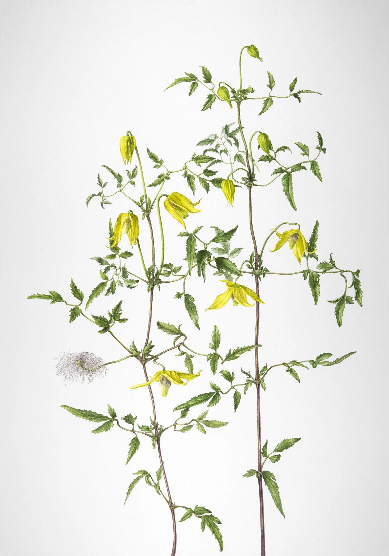 Clematis tangutica (Yellow Clematis), 2024
watercolour on paper, 20” x 14”