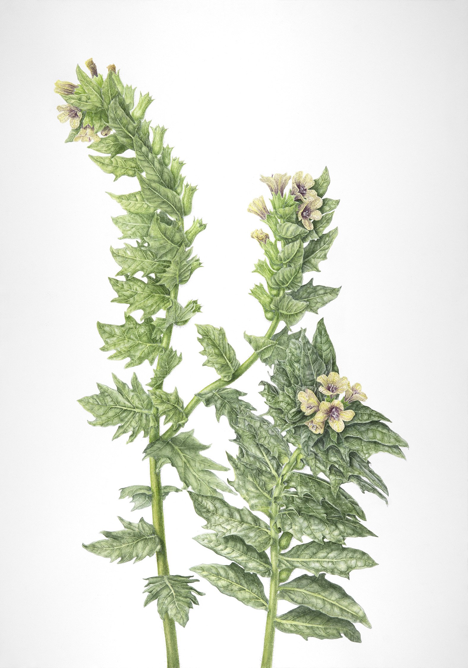 Hyoscyamus niger (Black Henbane), 2024
watercolour on paper, 20” x 14"