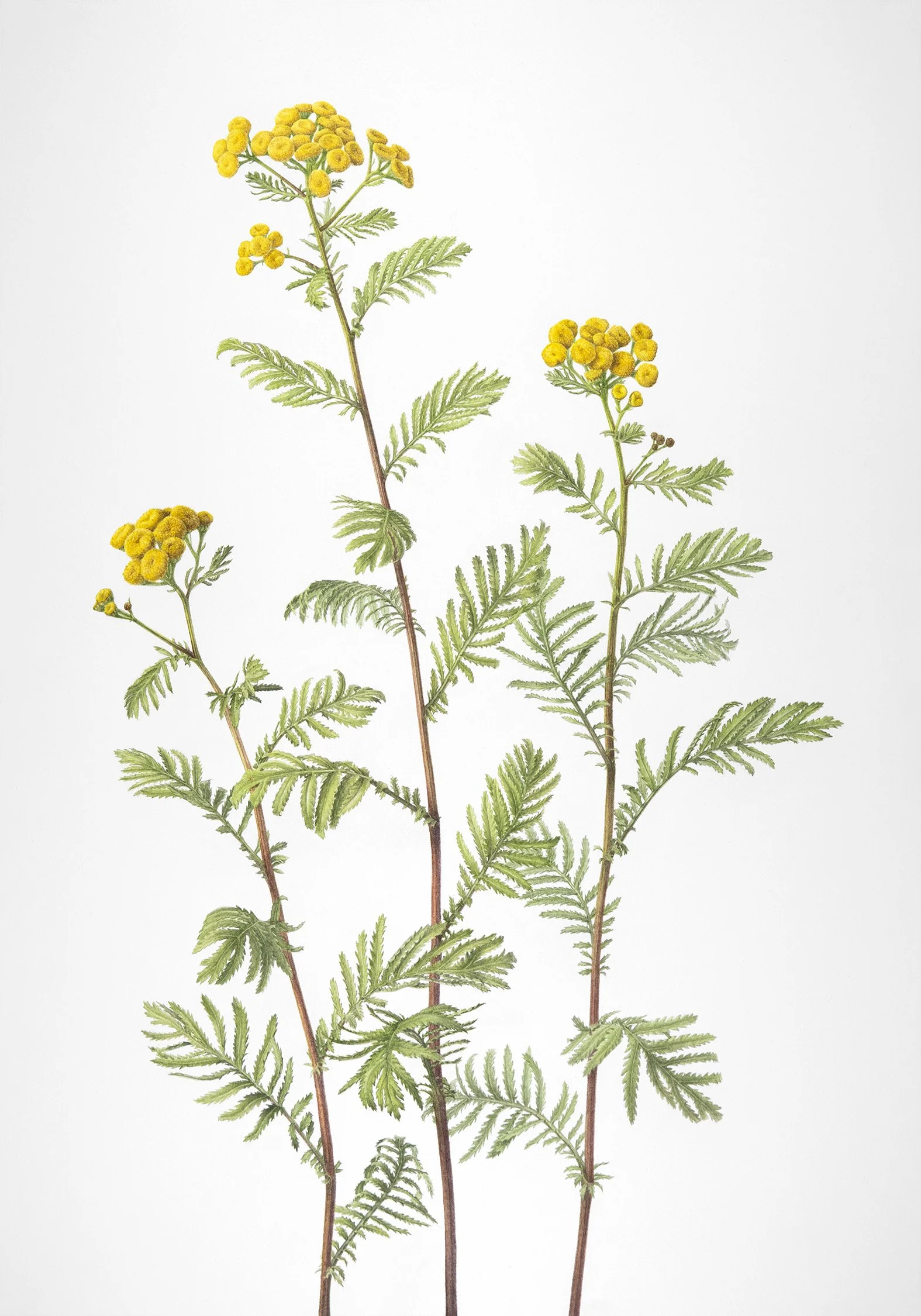 Watercolour painting of Common Tansy, a leafy plant with tiny golden button like flowers