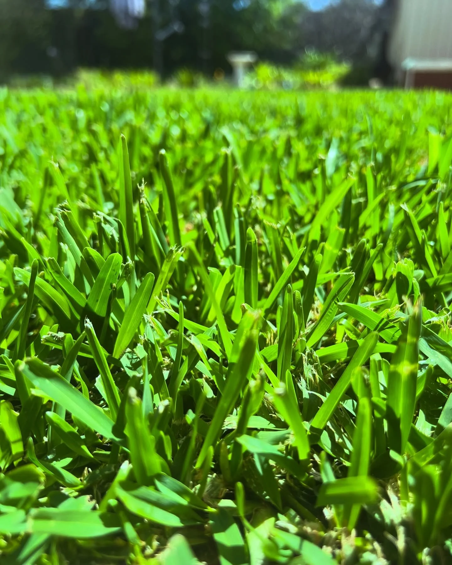 Freshly mowed SWB 🌱😍

For Lawn Care and maintenance in Dayton, Brabham Beechboro and Caversham send us a message or fill out the form on our website ✅

#lawn #lawncare #lawnmaintenance #lawnmowing #lawnservice