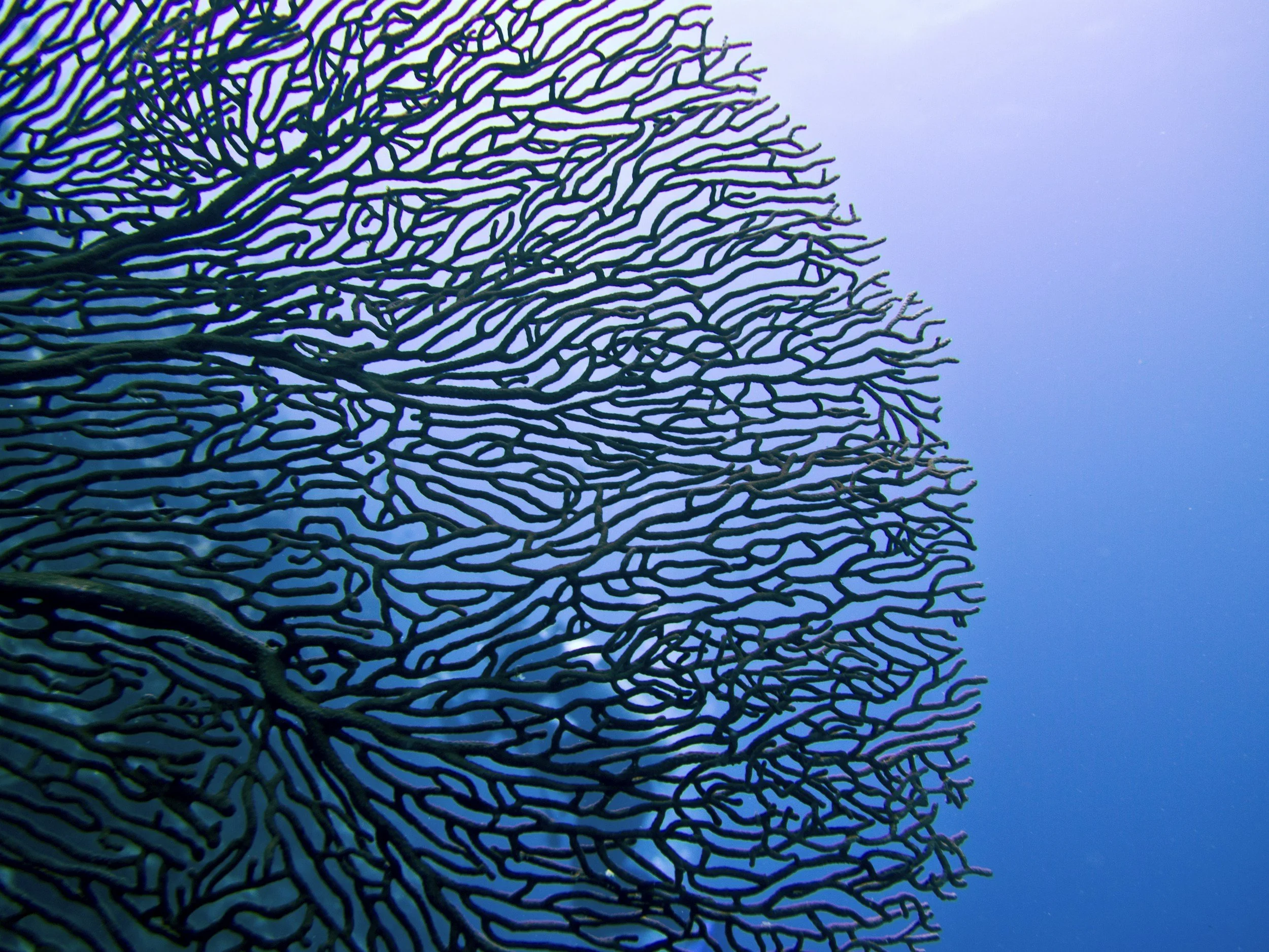 Close-up of a dark coral with intricate, maze-like branches against a light blue ocean background.