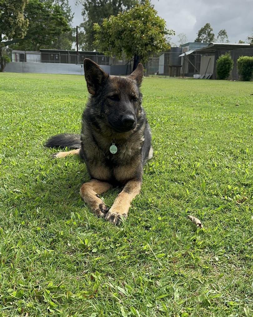 Over the weekend we had a German Shepherd convention&hellip; no it wasn&rsquo;t planned and one of the shepherds is ours!

#springcreekboardingkennelandcattery #dog #puppydogeyes #bigboy #germanshepherd