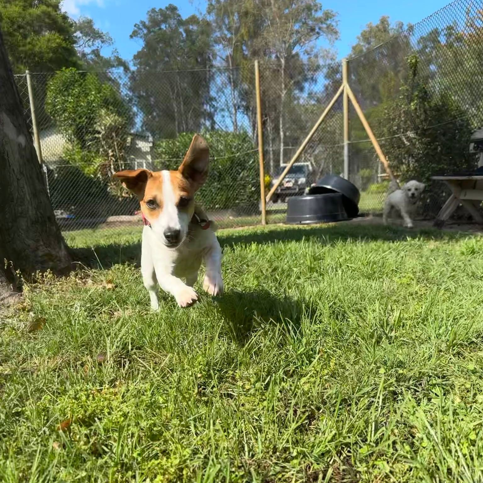 Ready for my close-up! 🐾💖 Enjoying the sunshine and exploring the great outdoors. #springcreekboardingkennelandcattery #dog #springcreekcattery