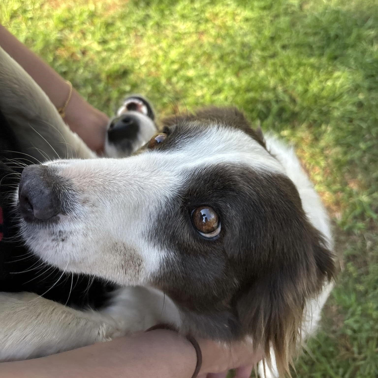 🐾 Look at those puppy dog eyes! 😍 This sweet pup knows how to melt hearts🐶❤️

 #christmasbooking #dog #springcreekboardingkennelandcattery #puppydogeyes