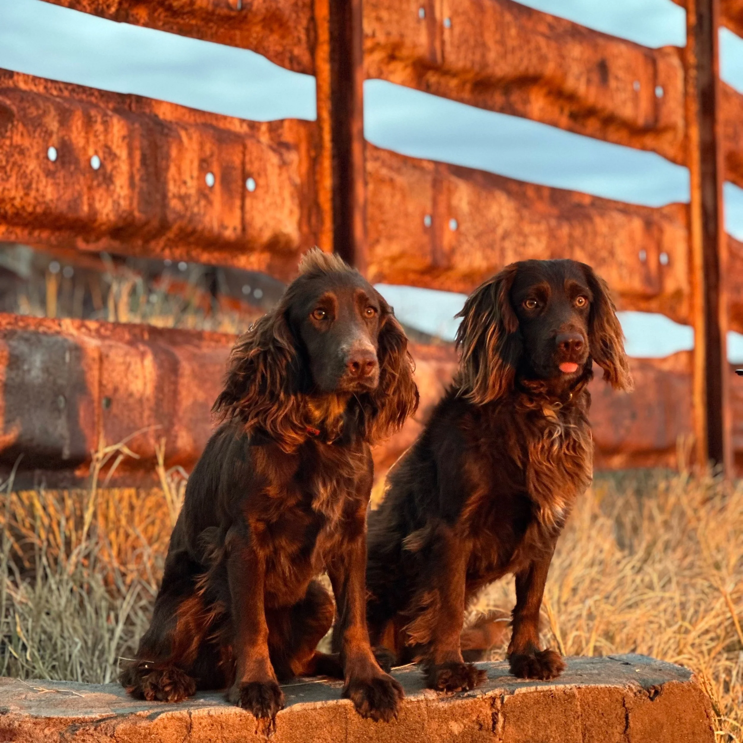 Two brown dogs sitting on a concrete surface with a rusty metal fence in the background, under evening sunlight.