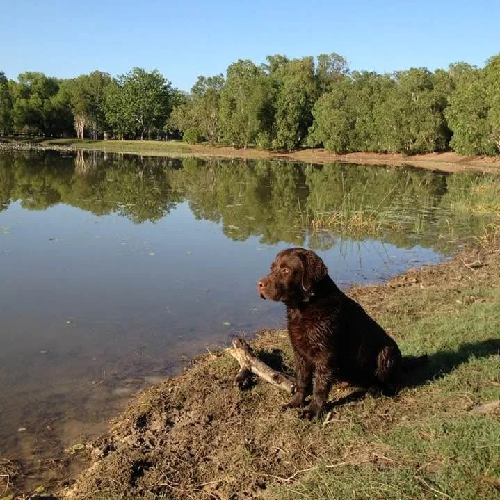 Chocolate Labrador Retriever sitting by a lake, surrounded by trees, under a clear blue sky.