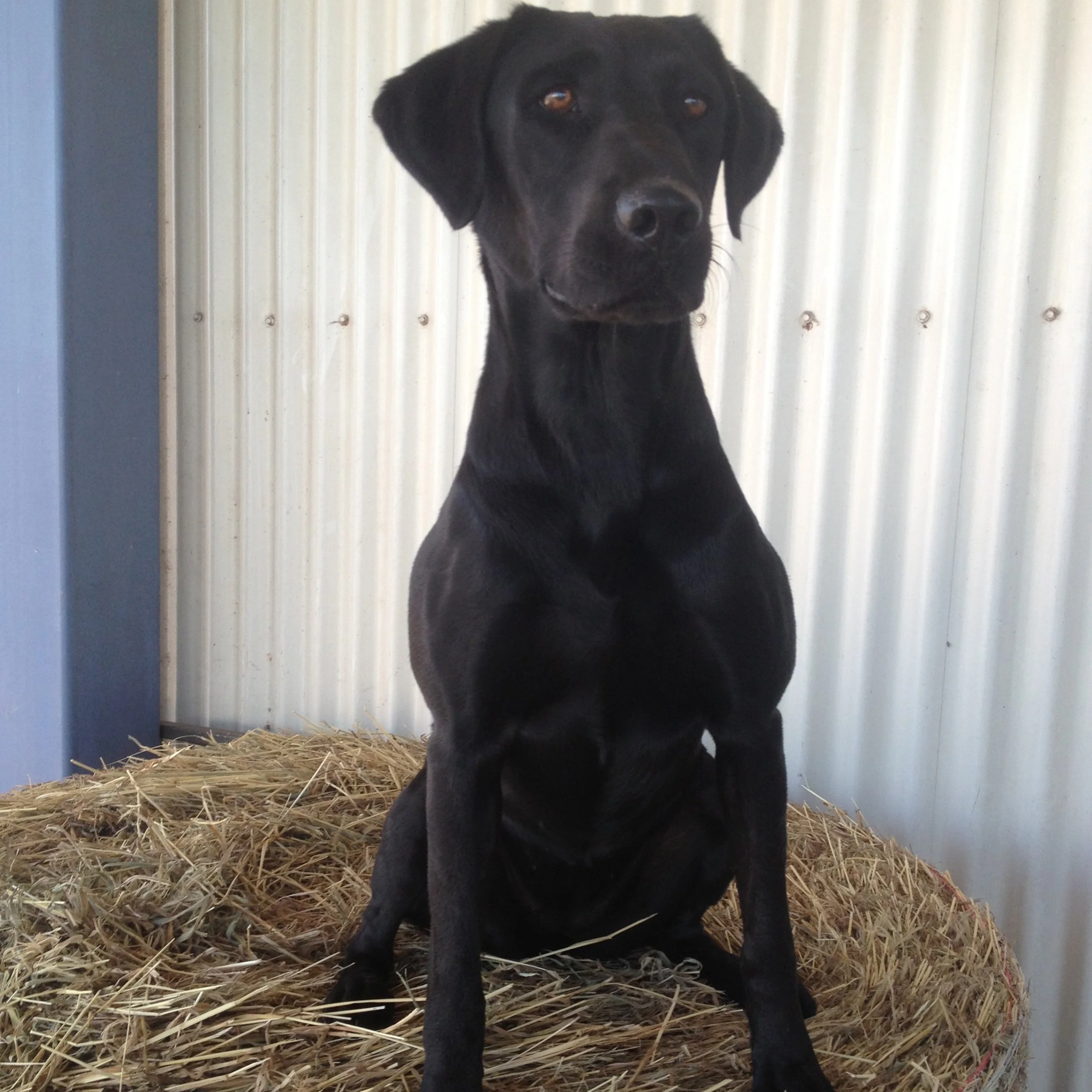 Black dog sitting on hay bale against corrugated metal background.
