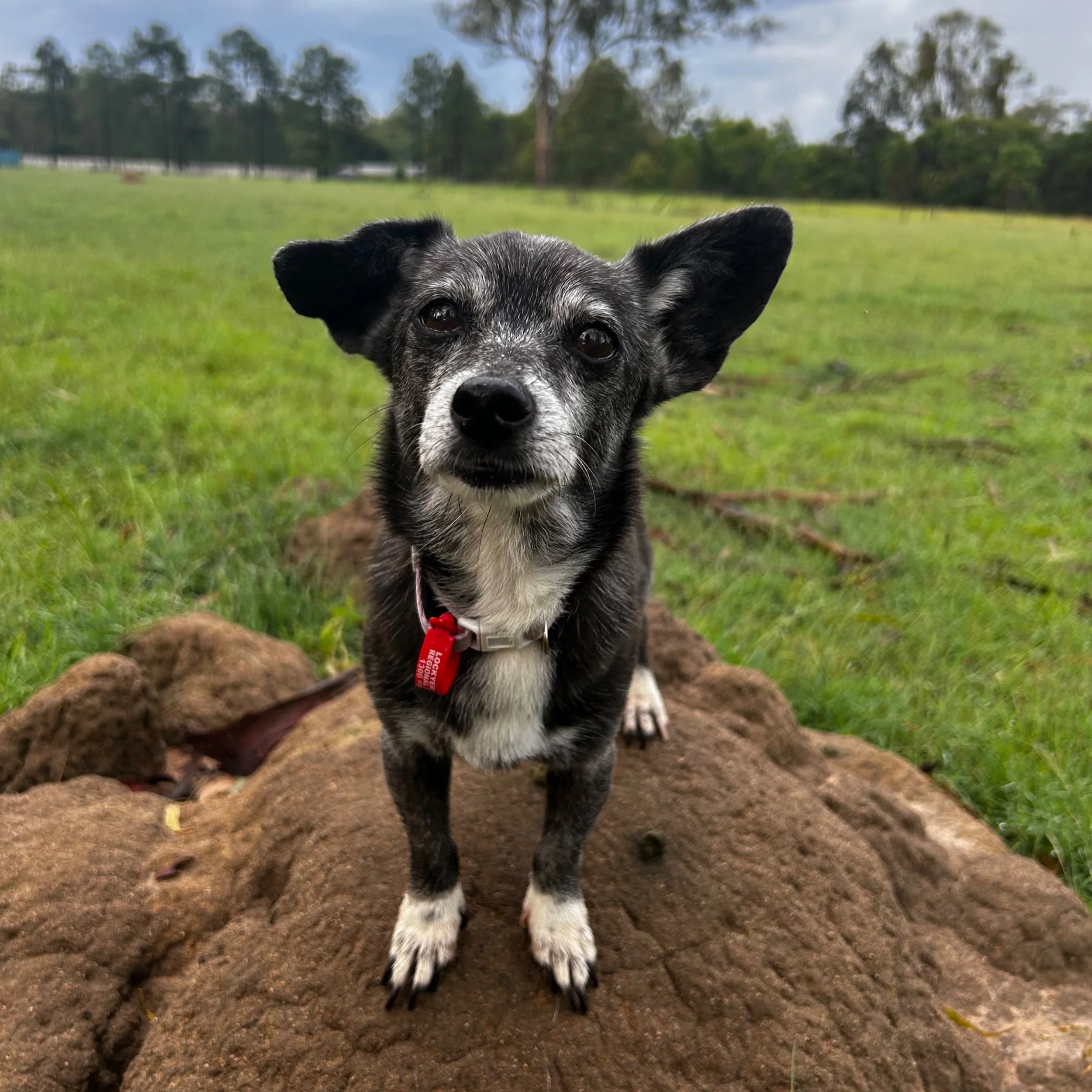 Small black and white dog with a red tag standing on a rock in a grassy field.