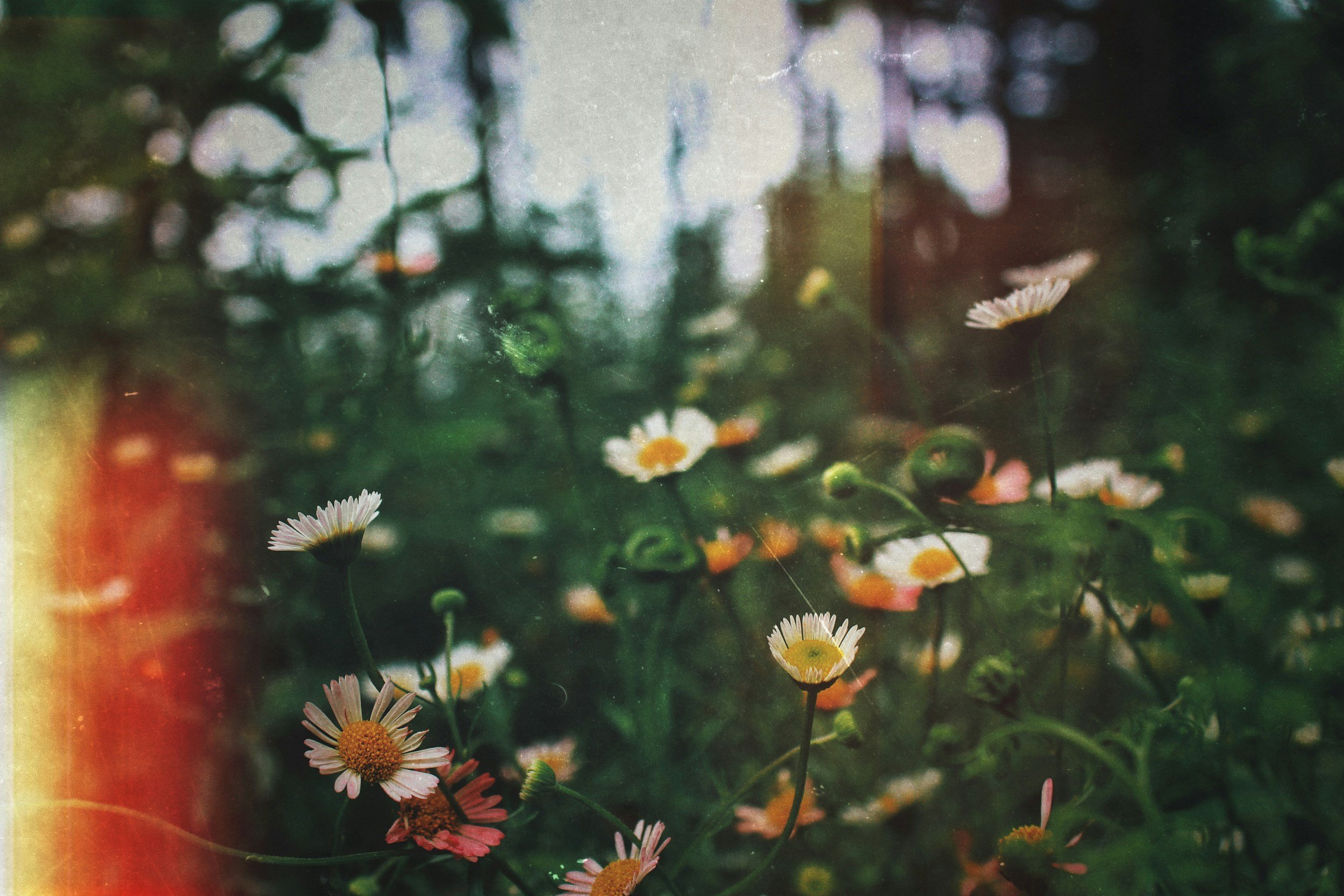 Flowers for Therapy