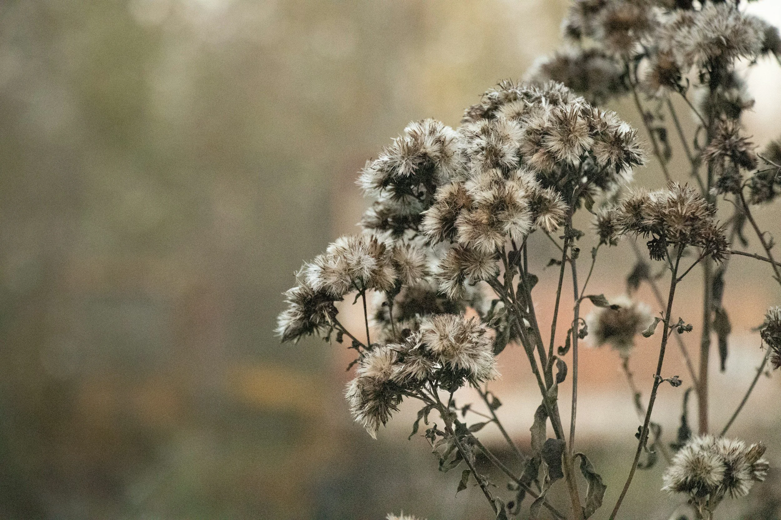 Therapy for chronic illness, chronic pain