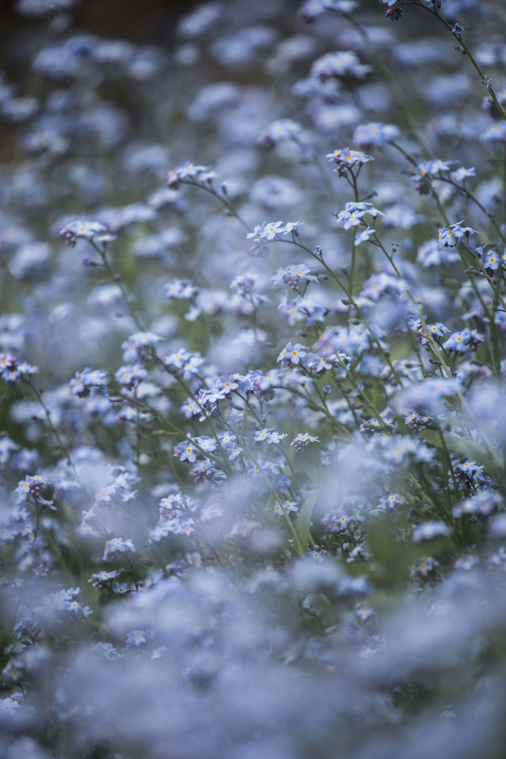 Flowers for Therapy