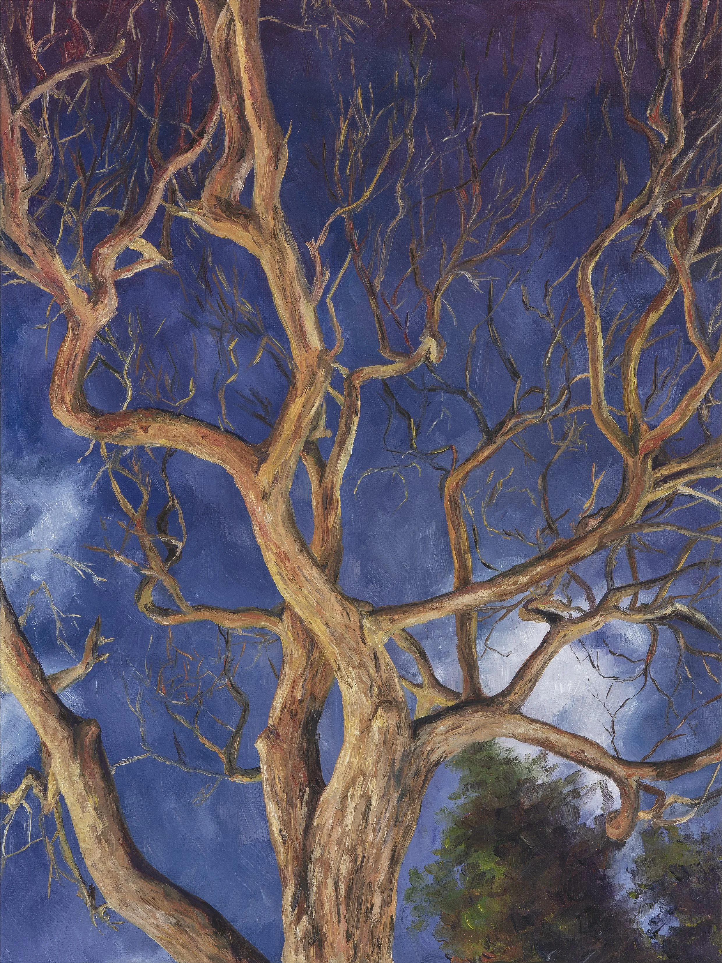 Crocker Tree