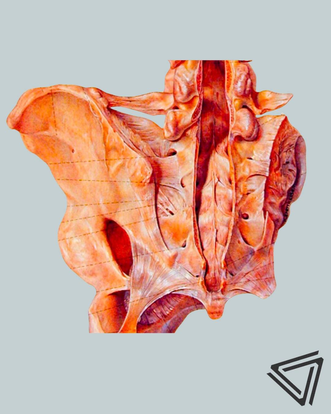 Fascia holds the map to smarter, safer movement.

Learn more from Dr. Amstutz this weekend at the Sports Movement Symposium, link in bio.
