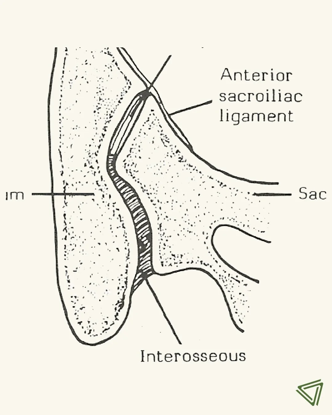 Injury prevention starts with the quality of your connective tissue. The stronger tissue means better afferent input from the exteroceptors. When discussing &ldquo;kinematic chains,&rdquo; we can&rsquo;t ignore the role of the deep interosseous ligam