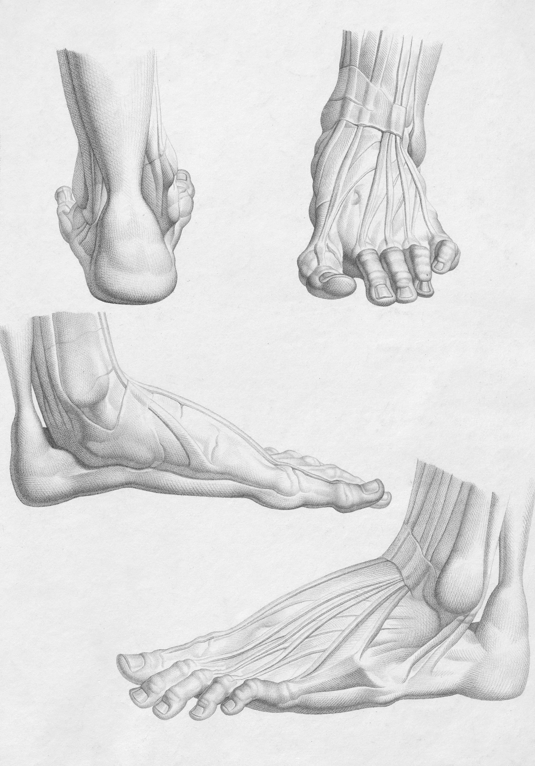 Black and white anatomical illustrations of human foot and ankle muscles, tendons, and bones from different angles.