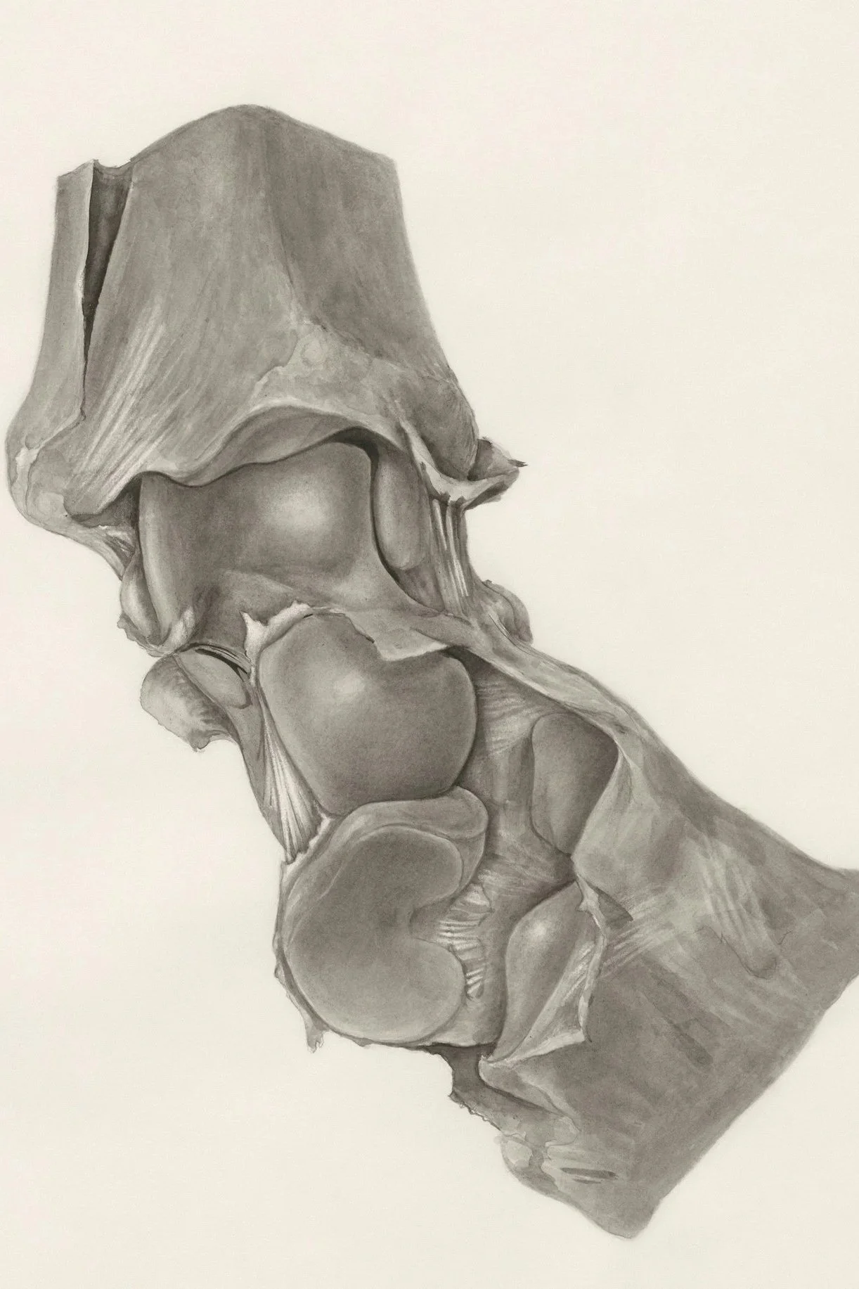A detailed pencil drawing of a human pelvis and surrounding bones.