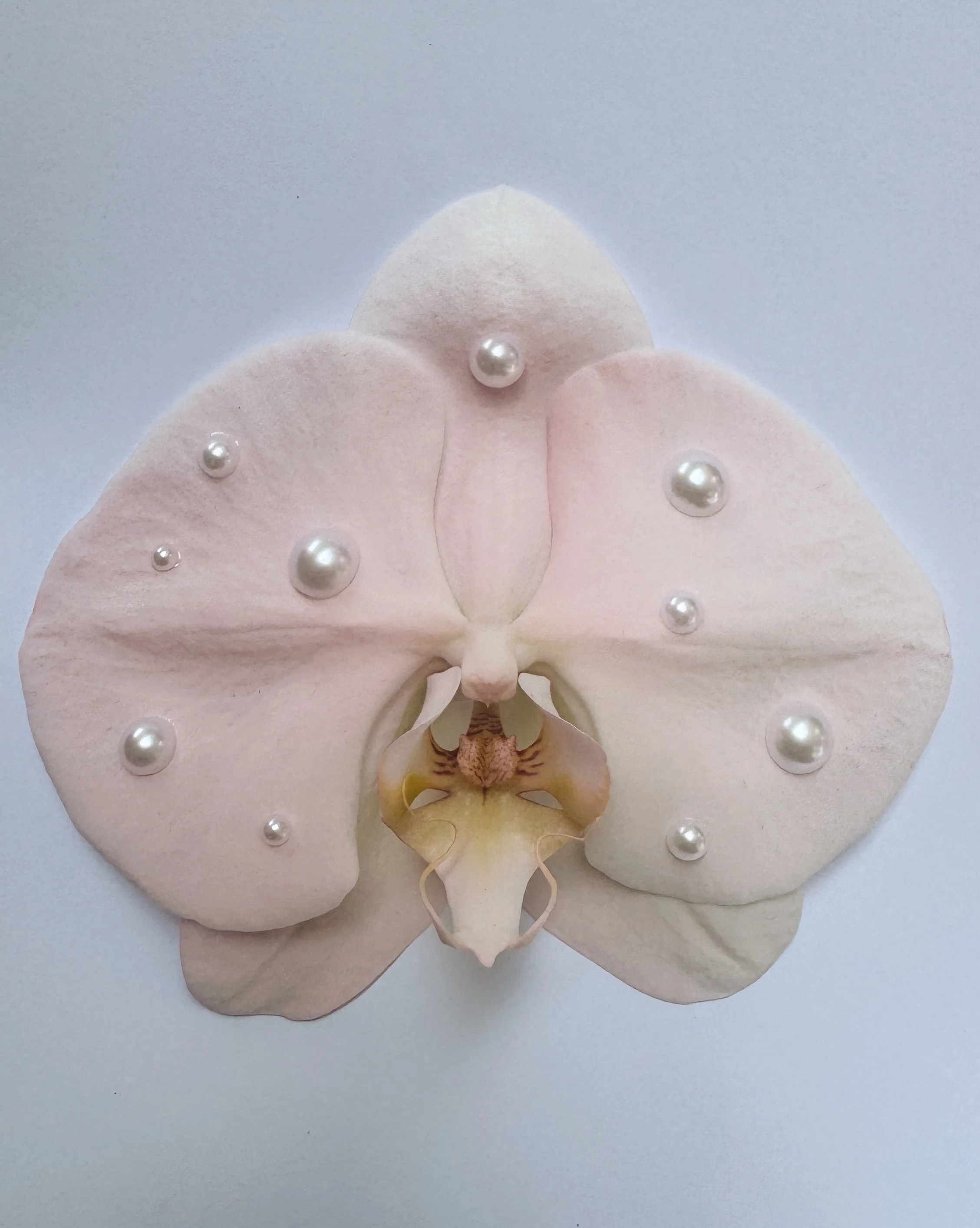 Locally Grown potted Pink Phalaenopsis orchid delivery in Vancouver