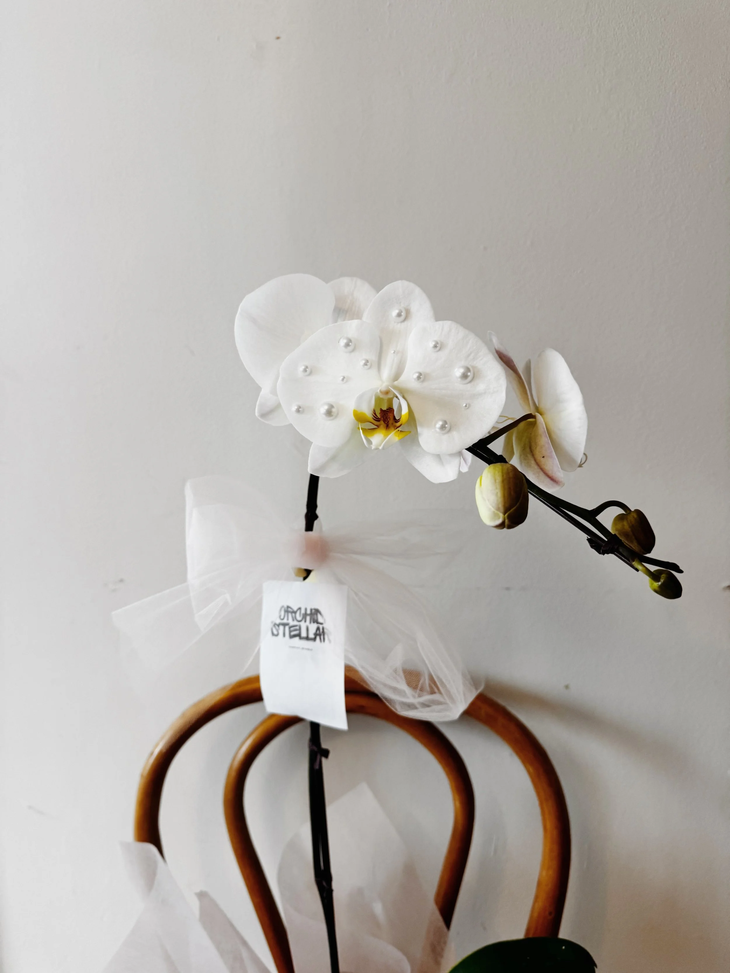 Jeweled Potted Orchids: Vancouver’s Chicest New Gift