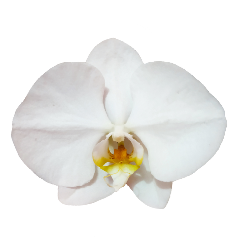 Close-up of a white orchid flower with yellow and purple markings on its center