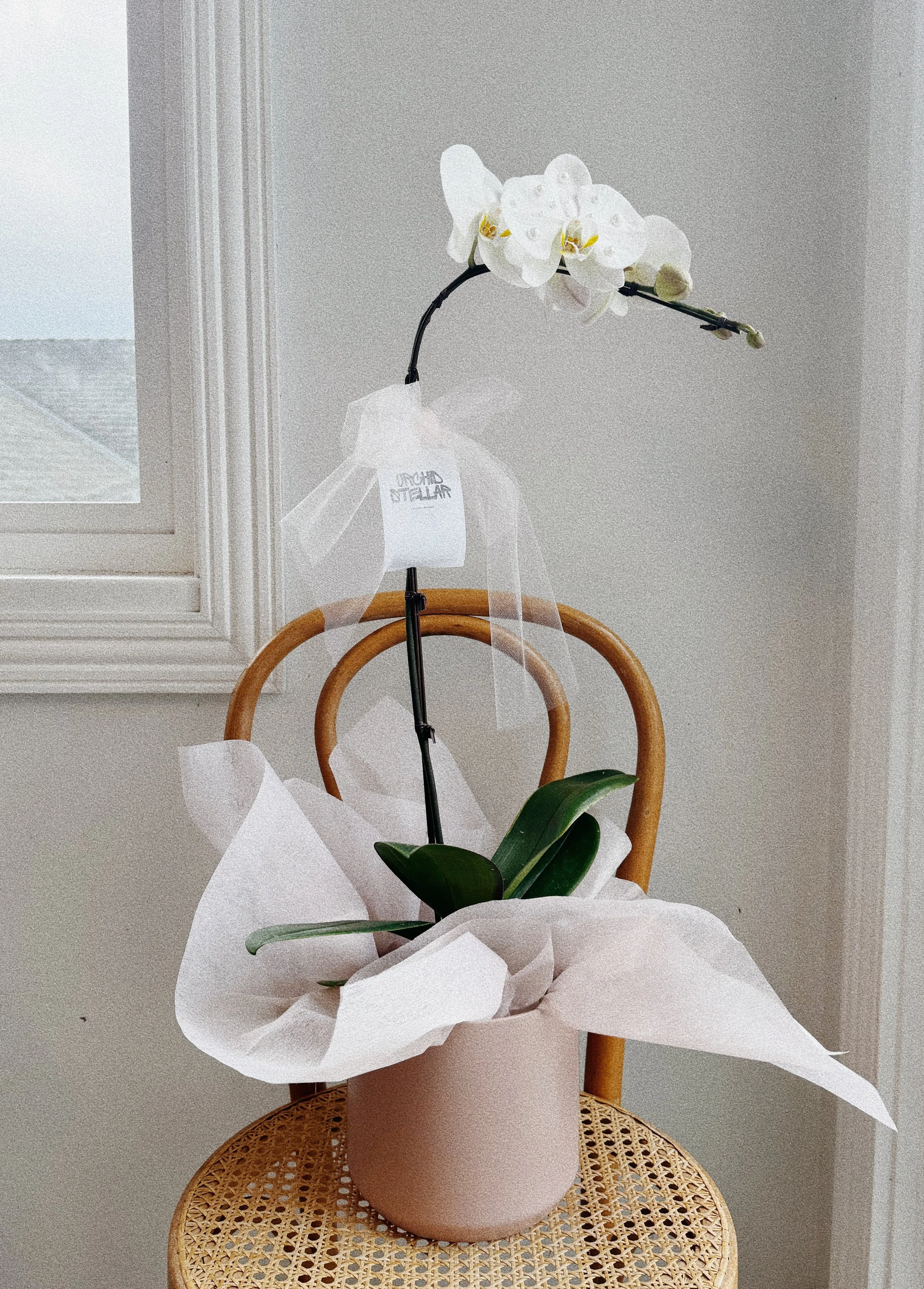 Gemmed Potted Orchid