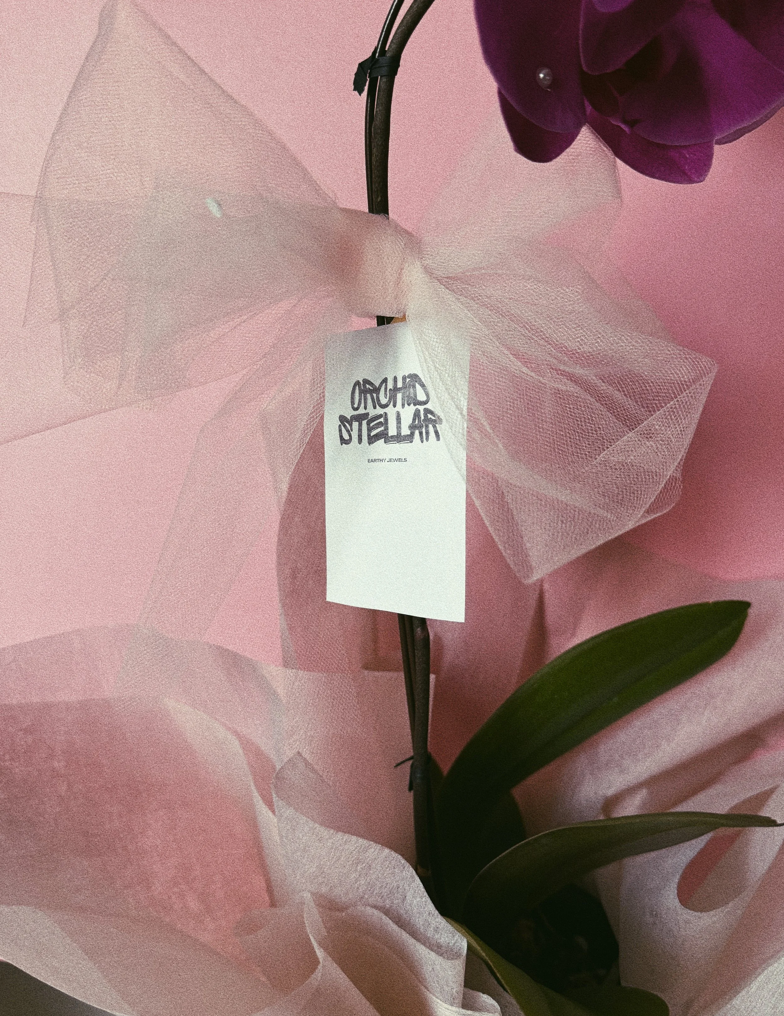 Phalaenopsis orchid bloom Vancouver