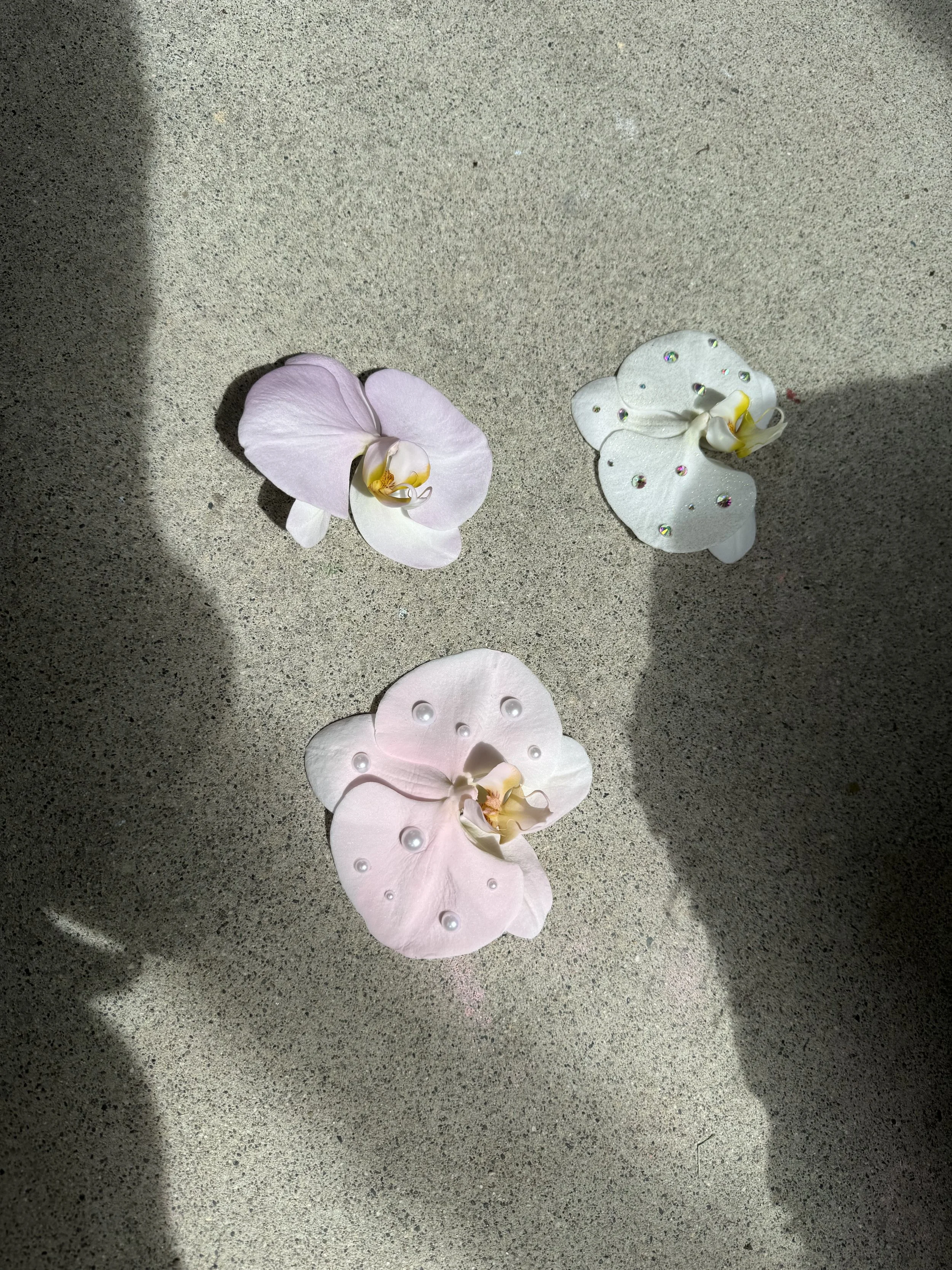 Phalaenopsis orchid bloom Vancouver