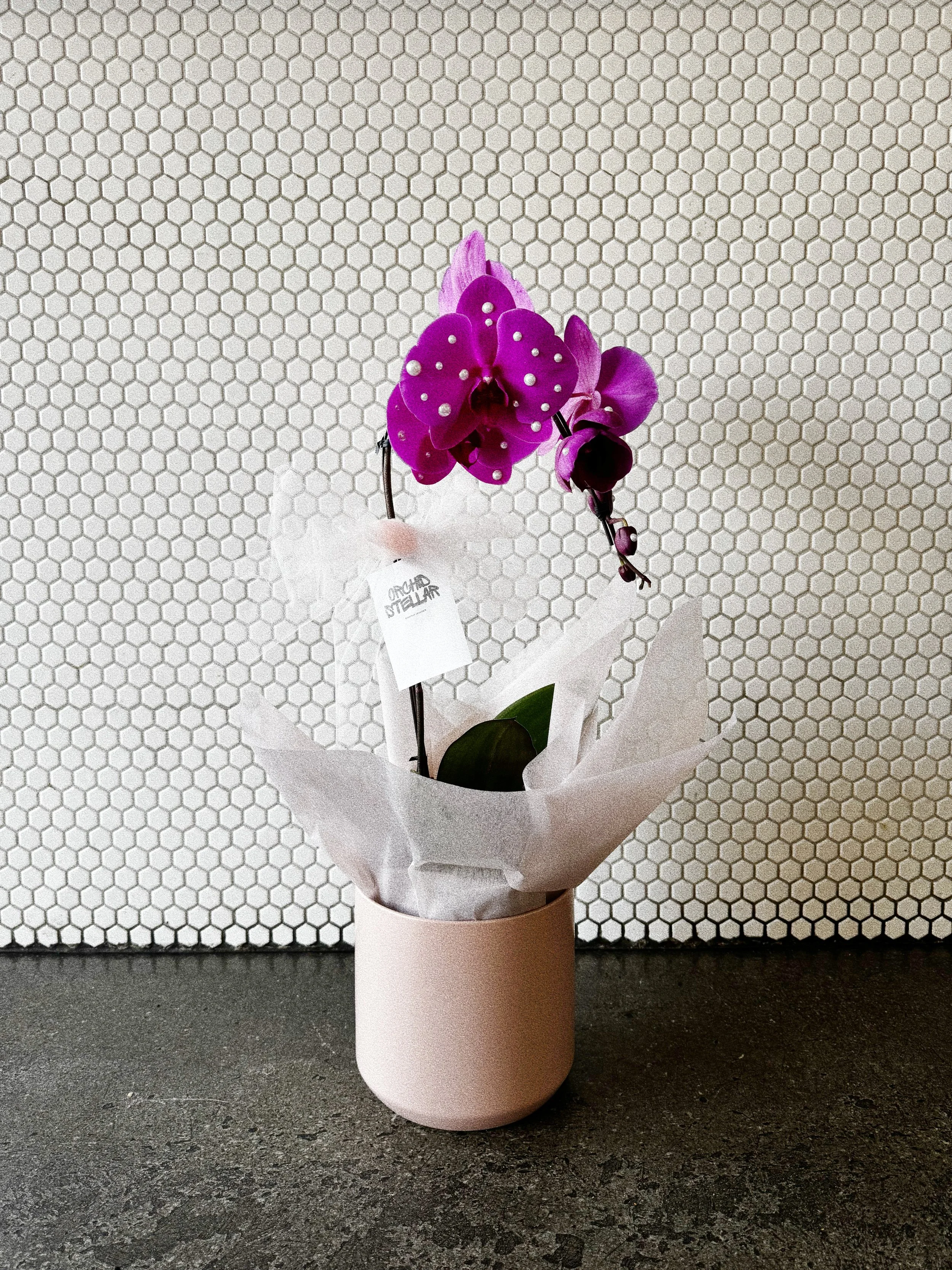 Potted Orchid with Pearls