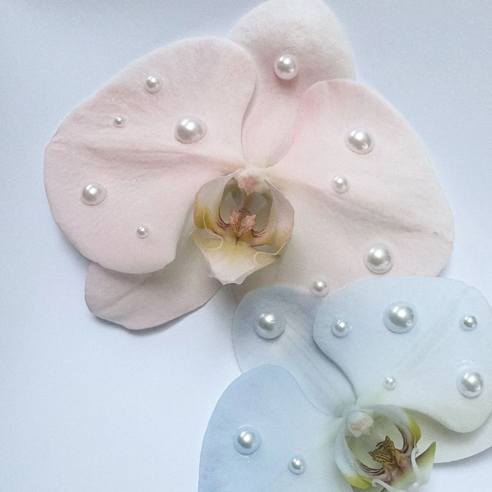 Locally Grown potted pink and blue Phalaenopsis orchid delivery in Vancouver