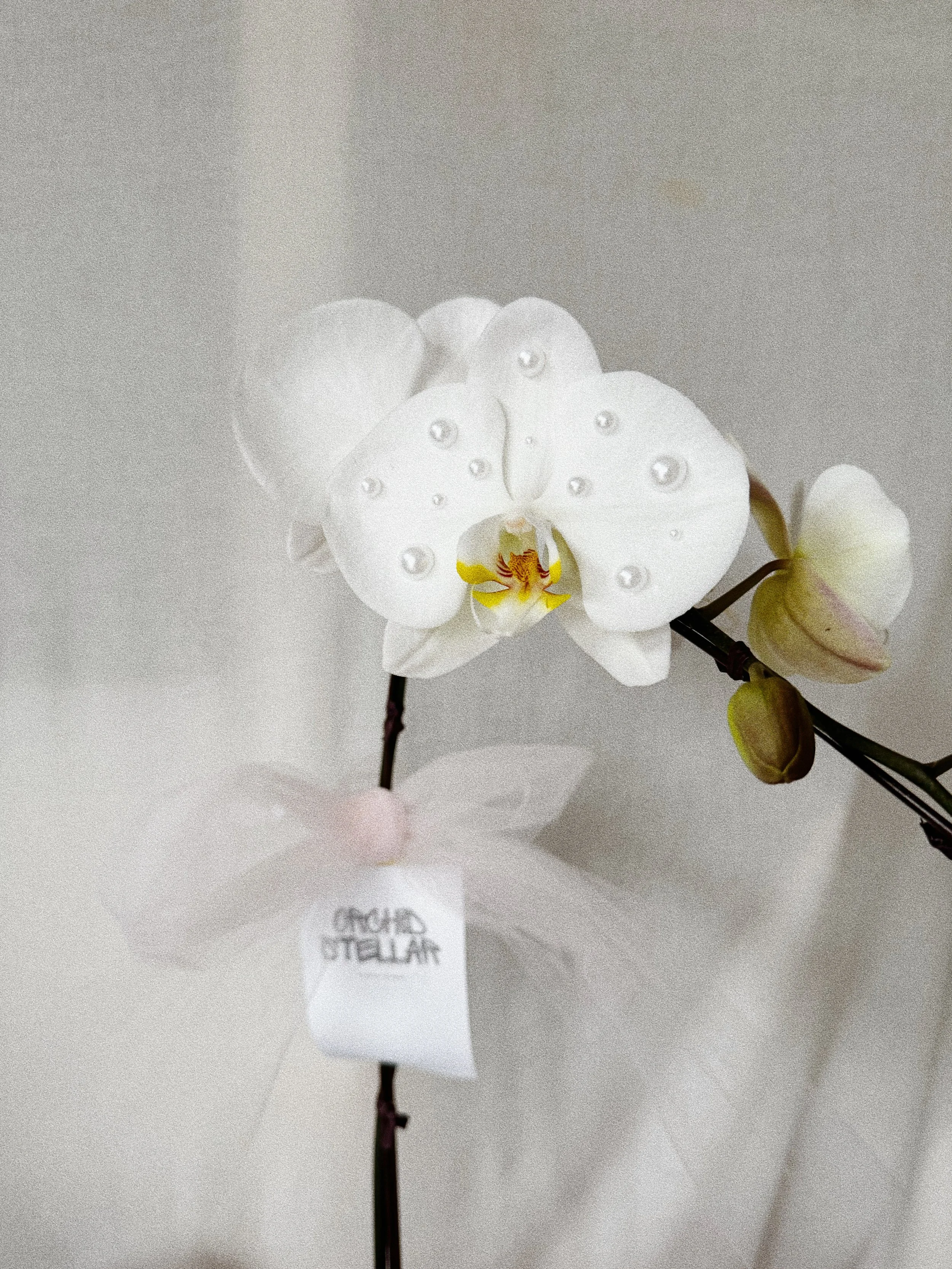 A white orchid flower with water droplets on its petals, and a small white tag with black text reading 'ORCHID OTELLAR', attached to the stem.
