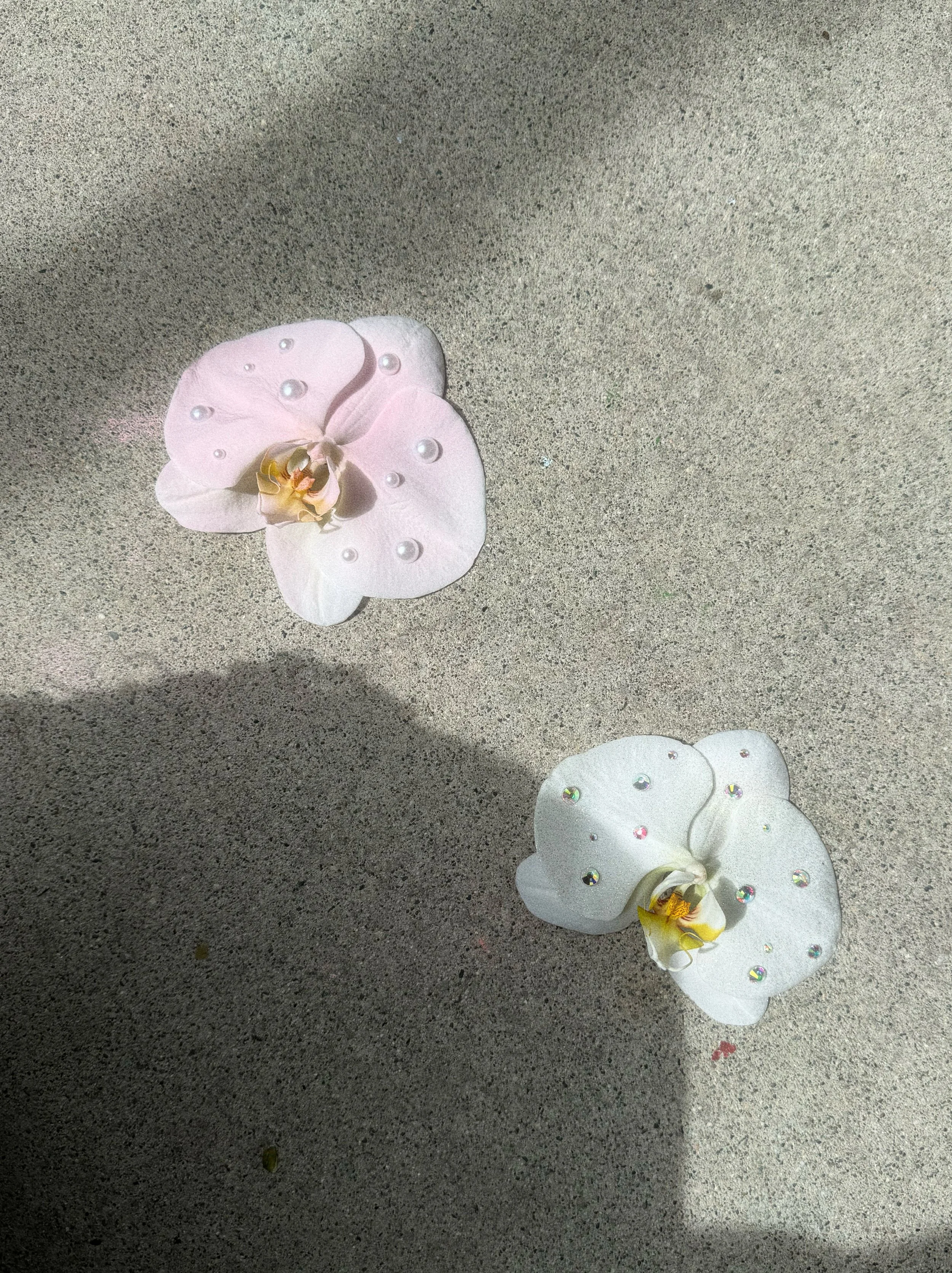 Locally Grown potted white Phalaenopsis orchid delivery in Vancouver