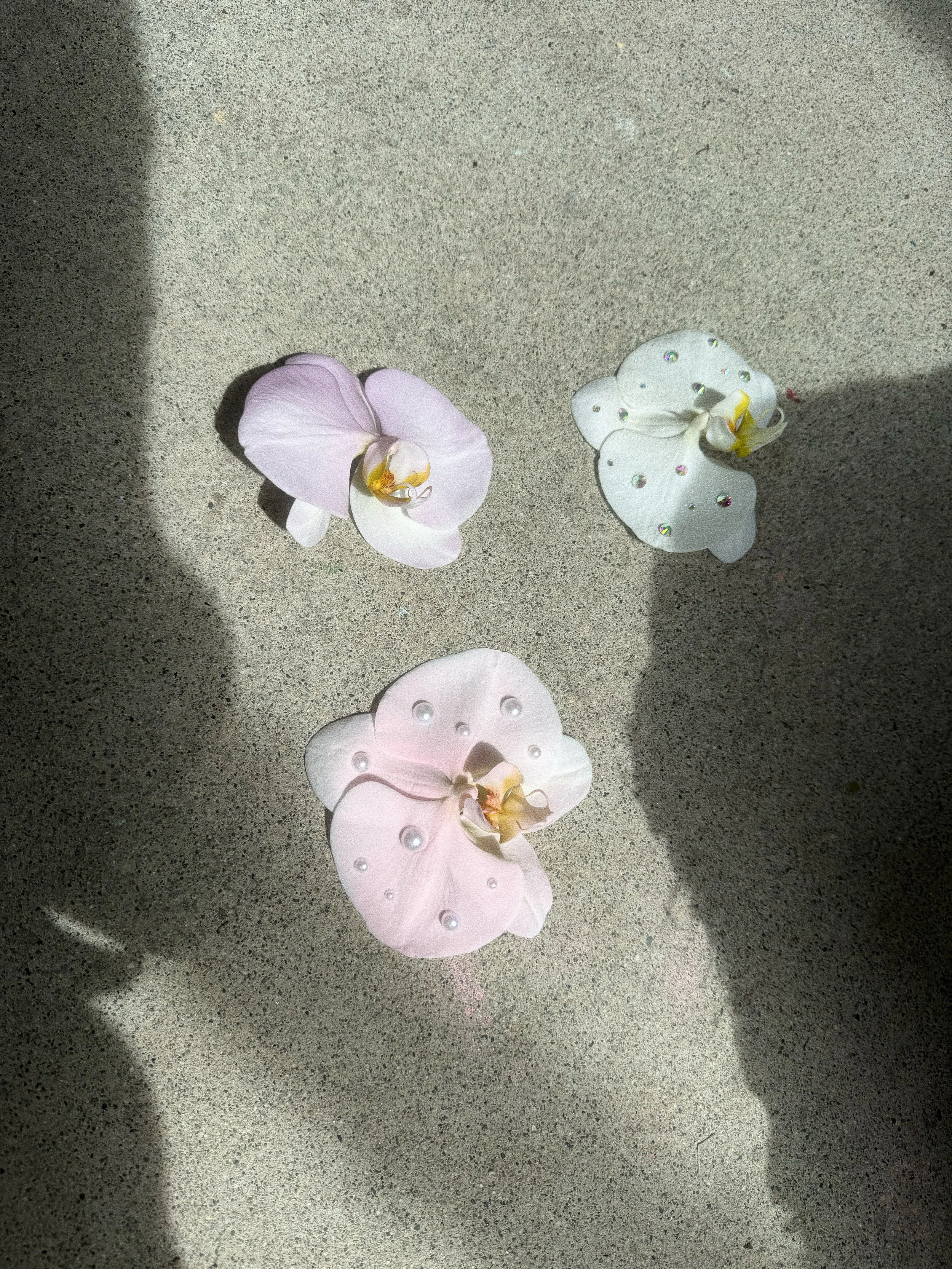 Locally Grown potted white Phalaenopsis orchid delivery in Vancouver