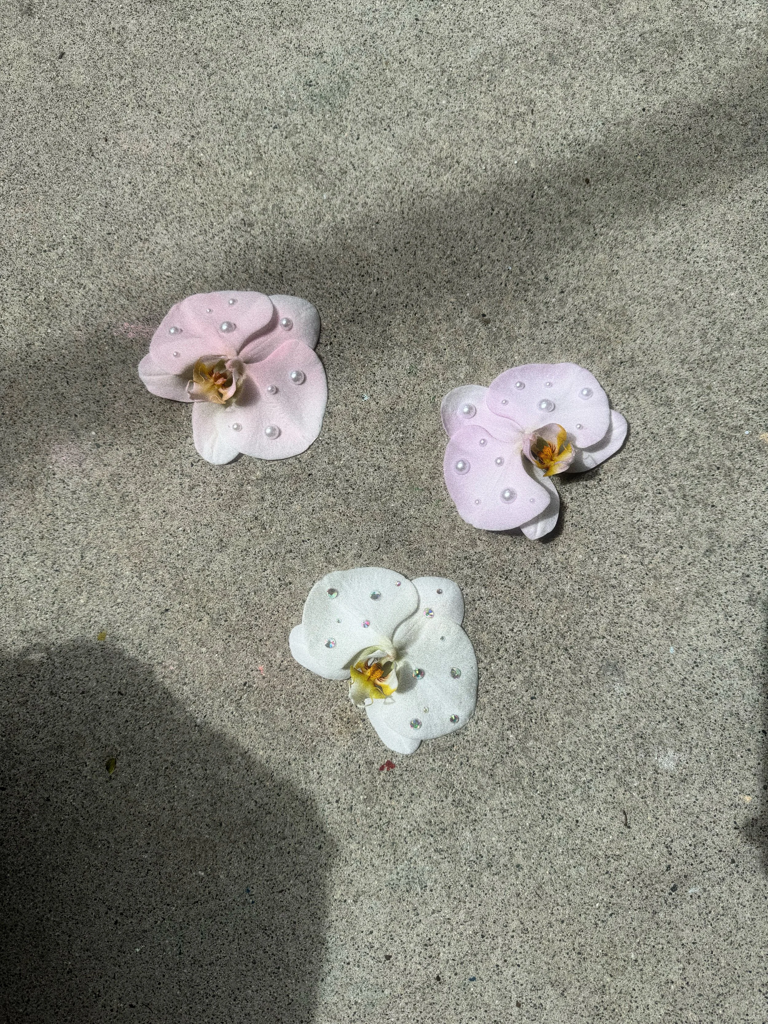 Locally Grown potted Phalaenopsis orchid delivery in Vancouver