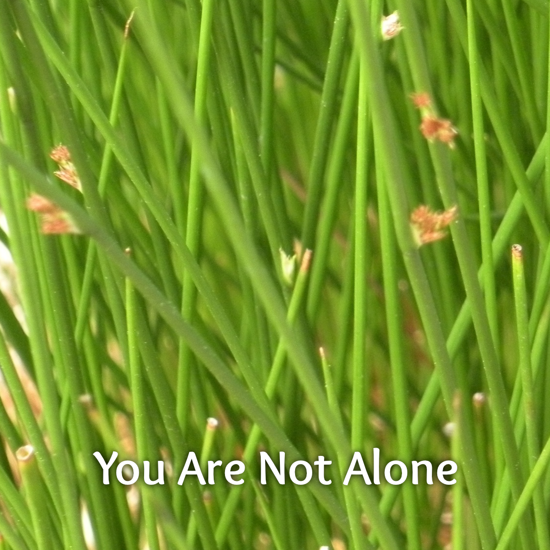 Alone Front.png