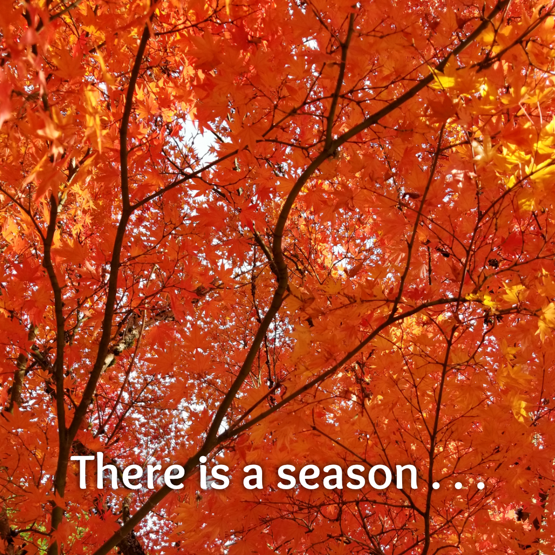 Season Front.png